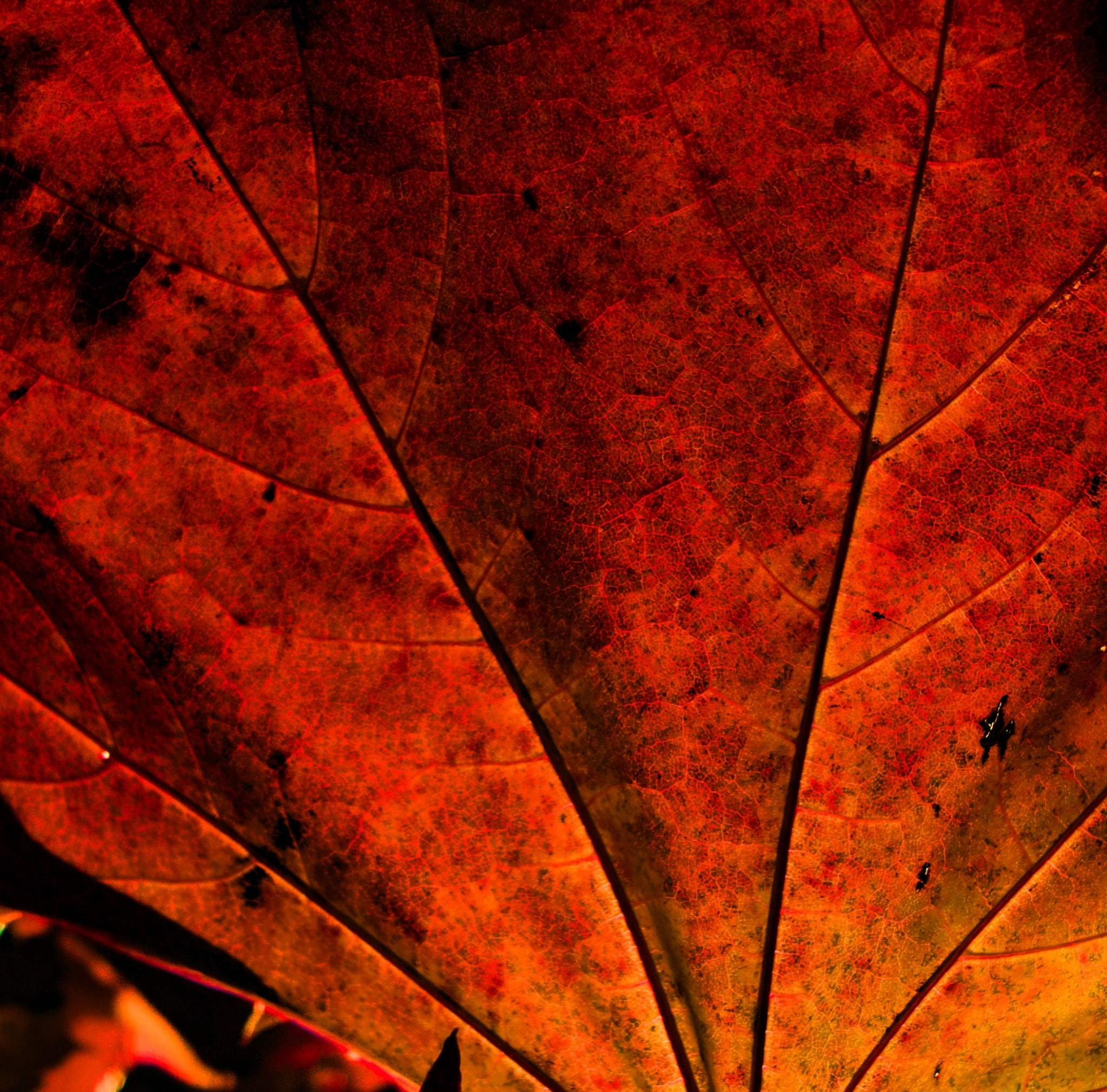 Free download | HD wallpaper: Rust Colored Leaf, red maple leaf, Aero ...