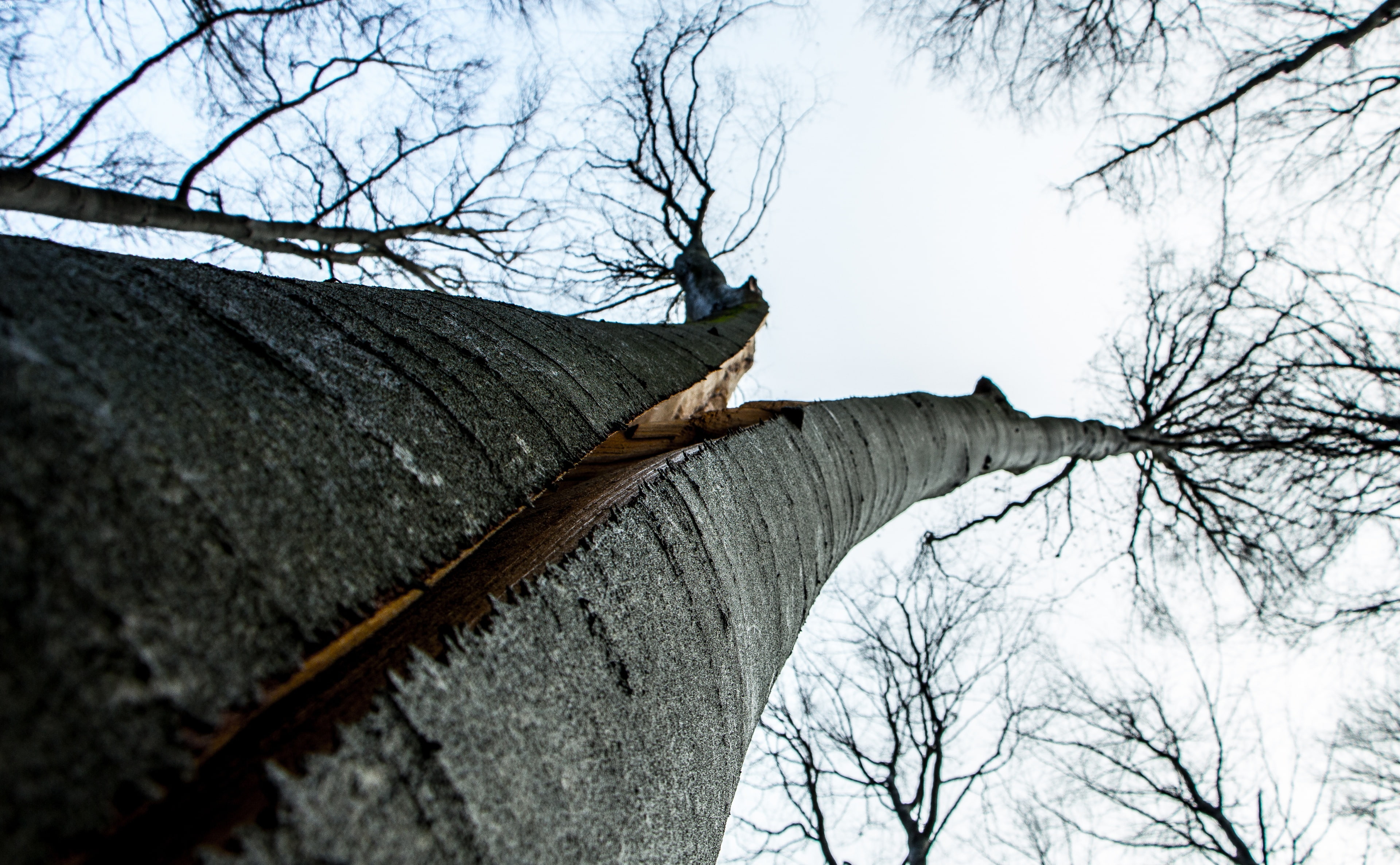 Split Tree, Nature, Forests, bare tree, architecture, branch
