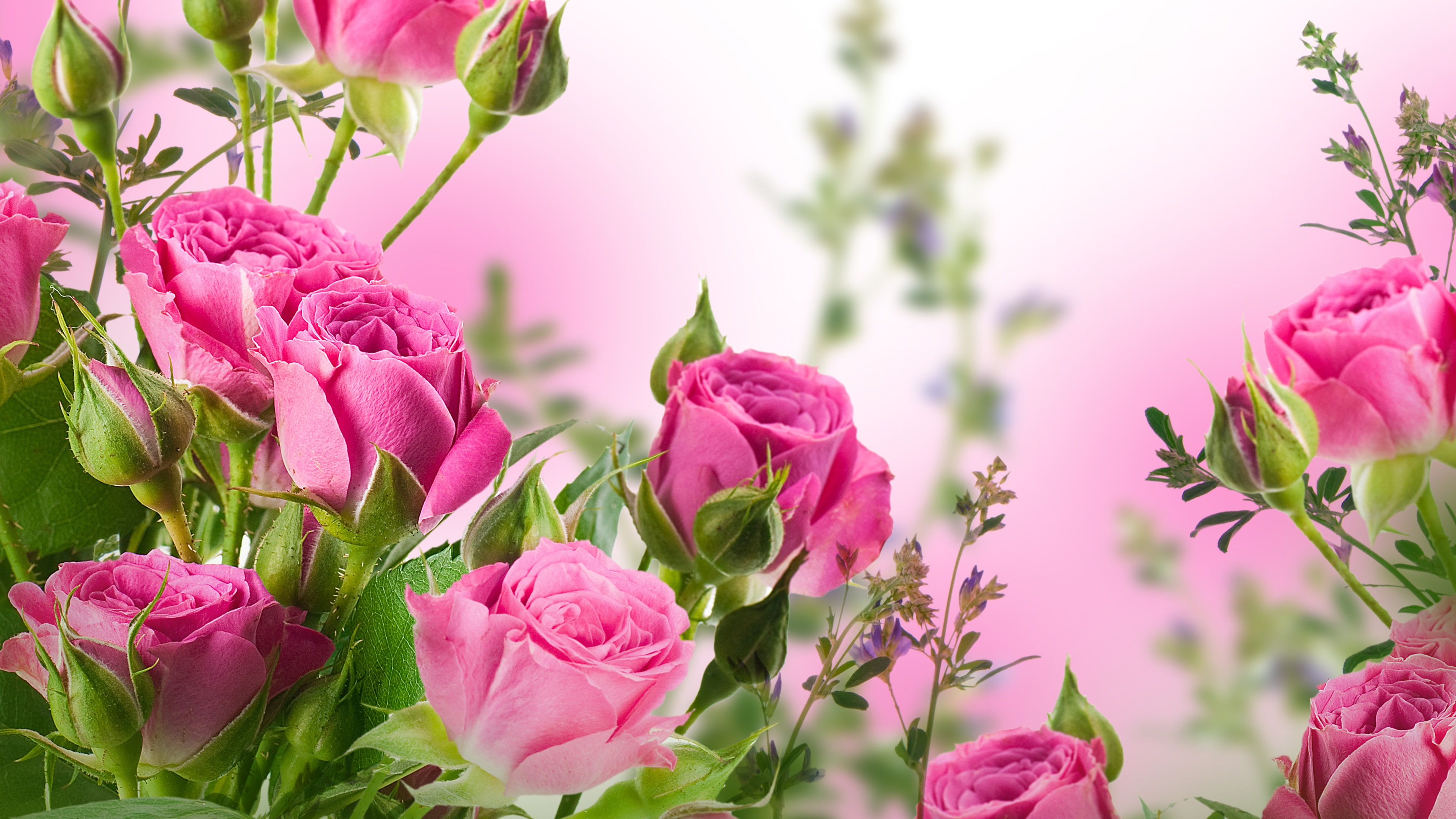 Pink rose flowers, garden