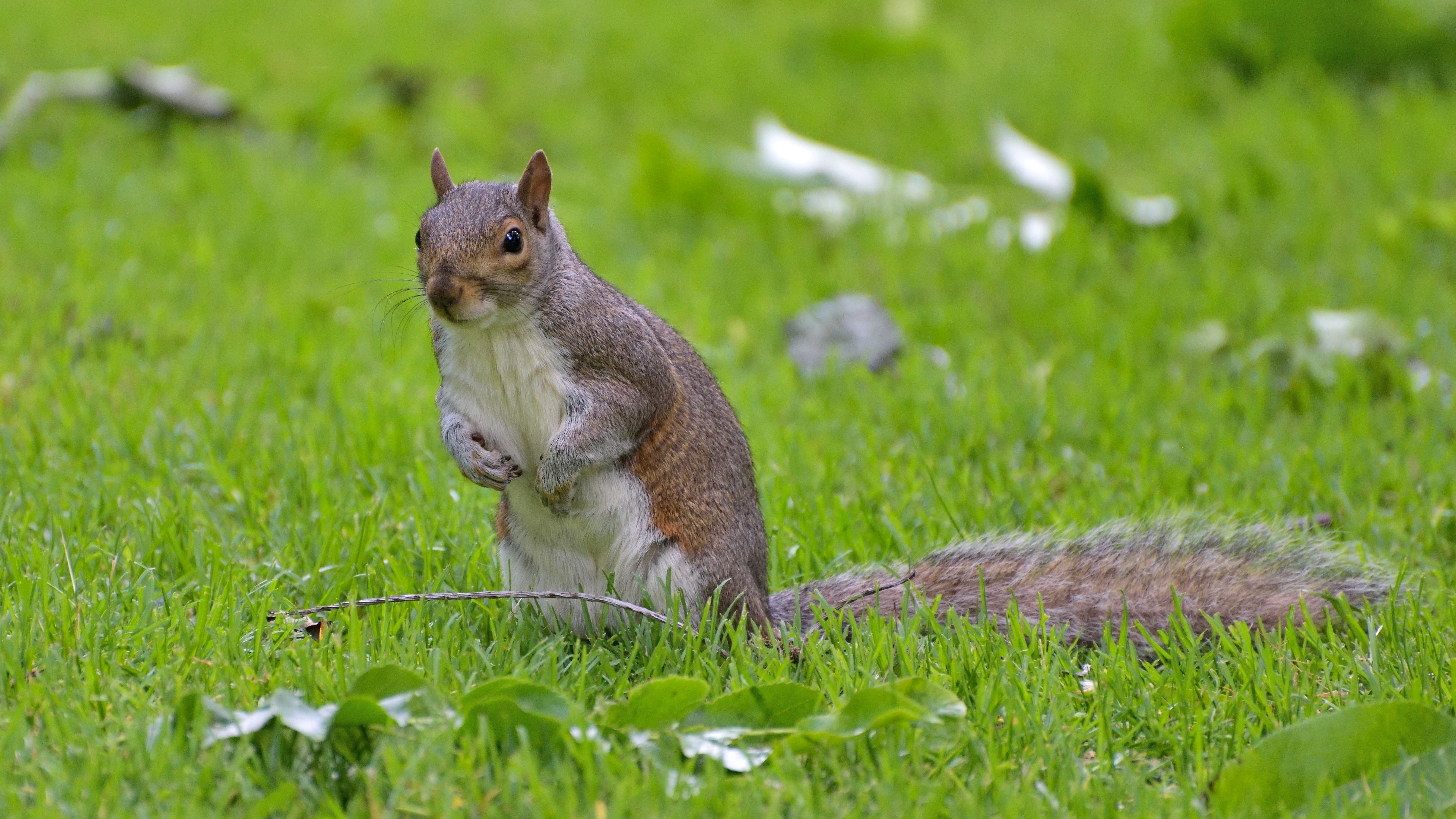 squirrel