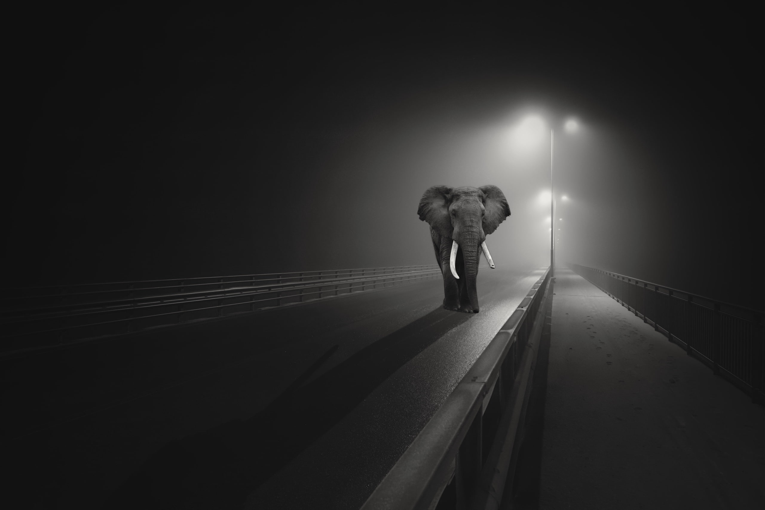 Elephant, Night, Dark background, Highway, Black, HD