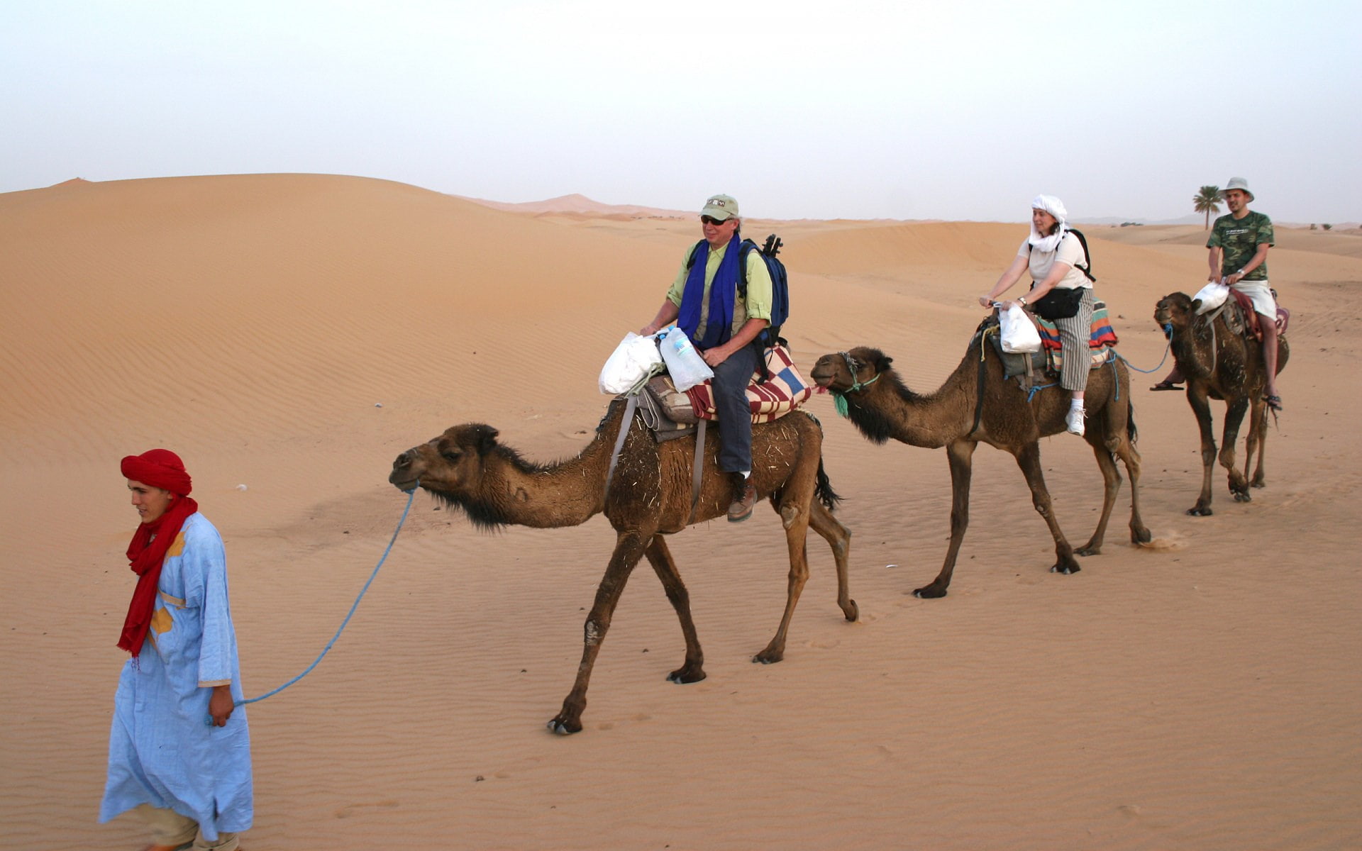 camel