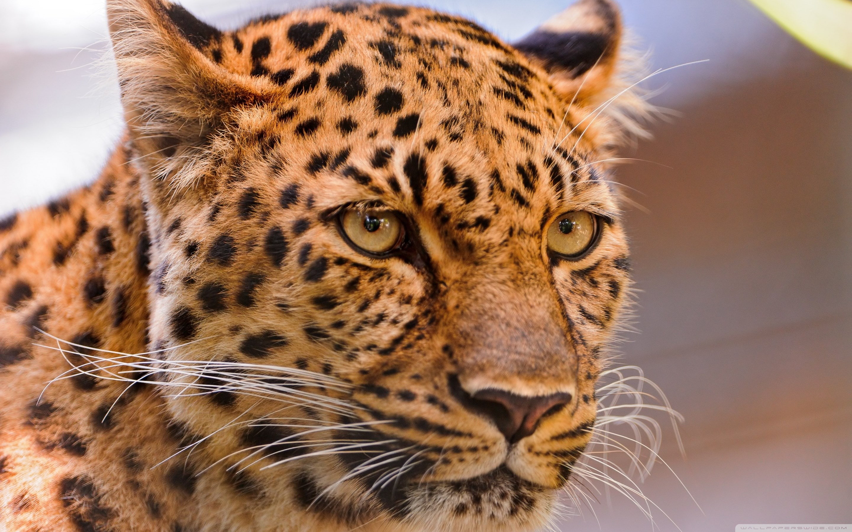 leopard
