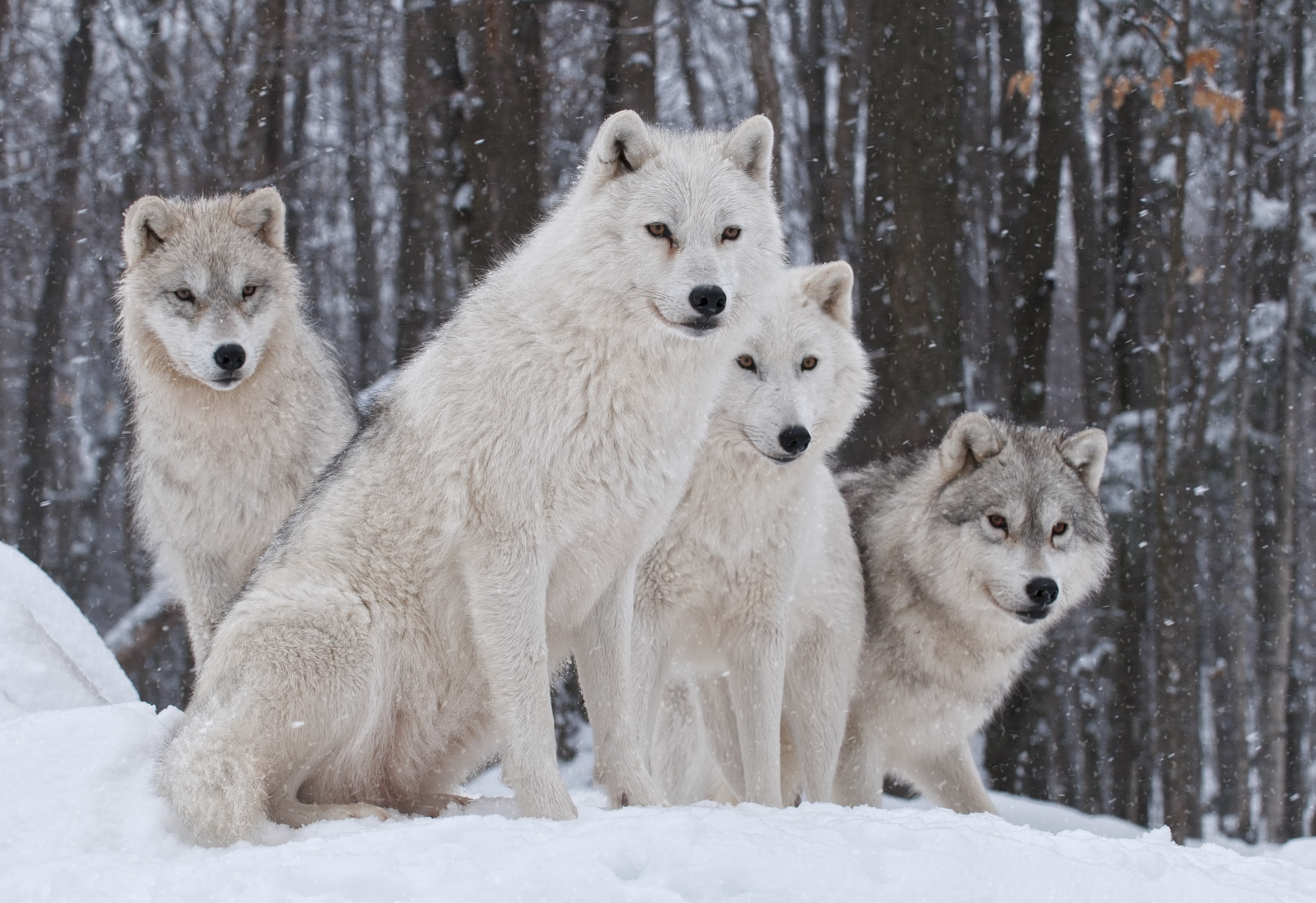 Animal, Wolf