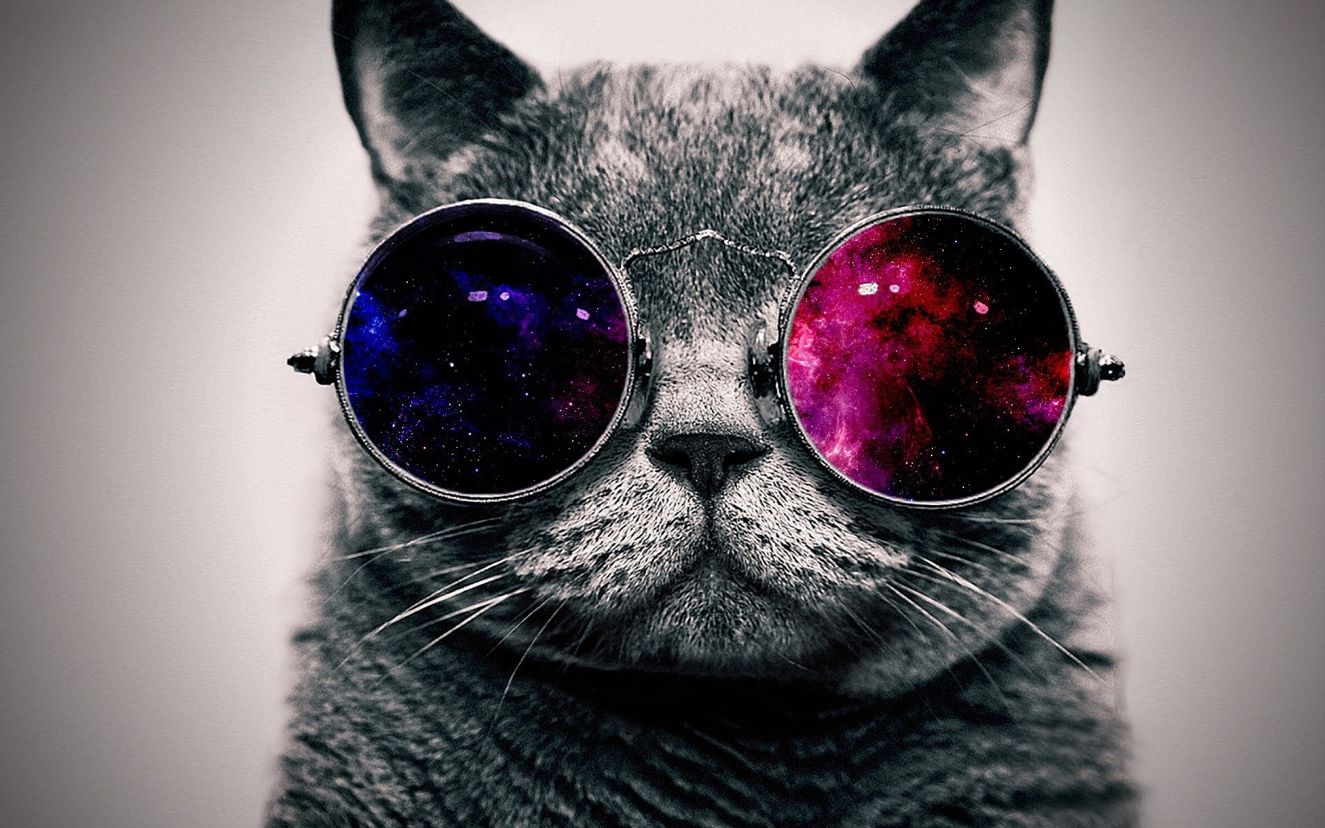 grey cat and sunglasses, space, abstract, minimalism, animals