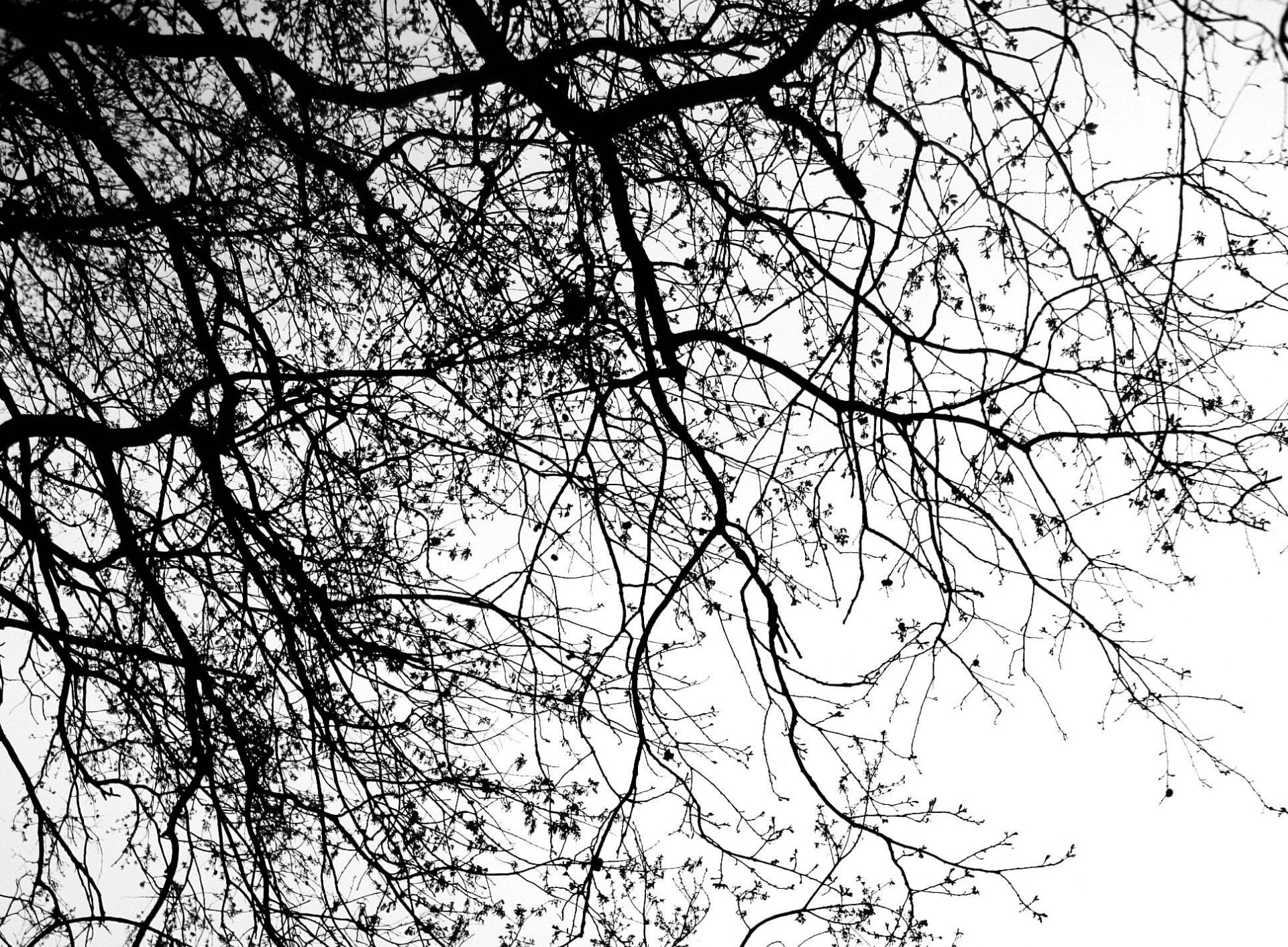 Tree, bare tree, Black and White, branch, sky, low angle view