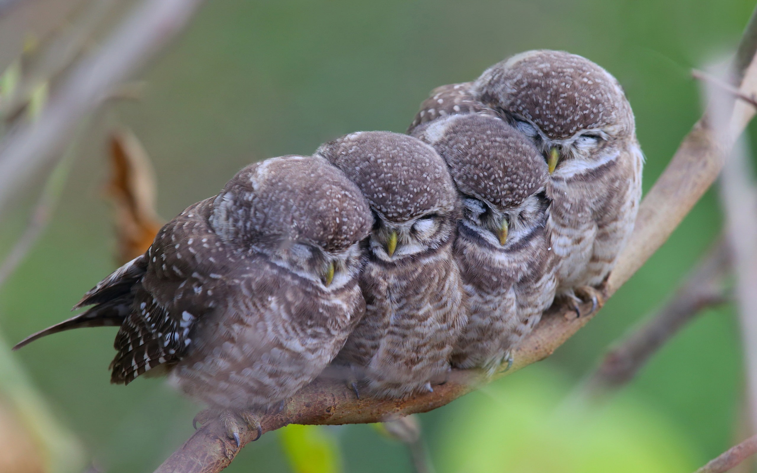 Spotted owls, family