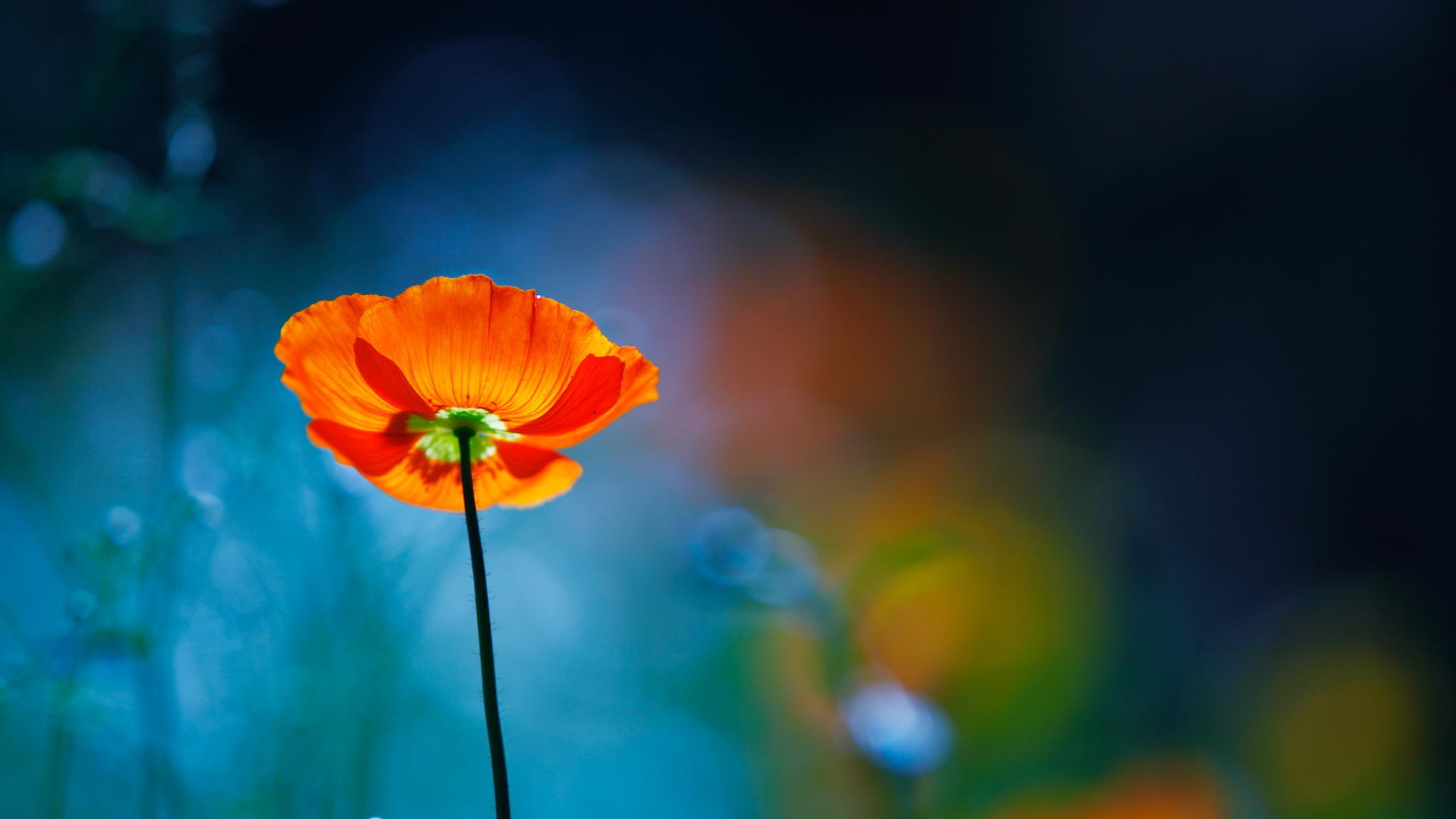 flower, macro, red, focus, blur