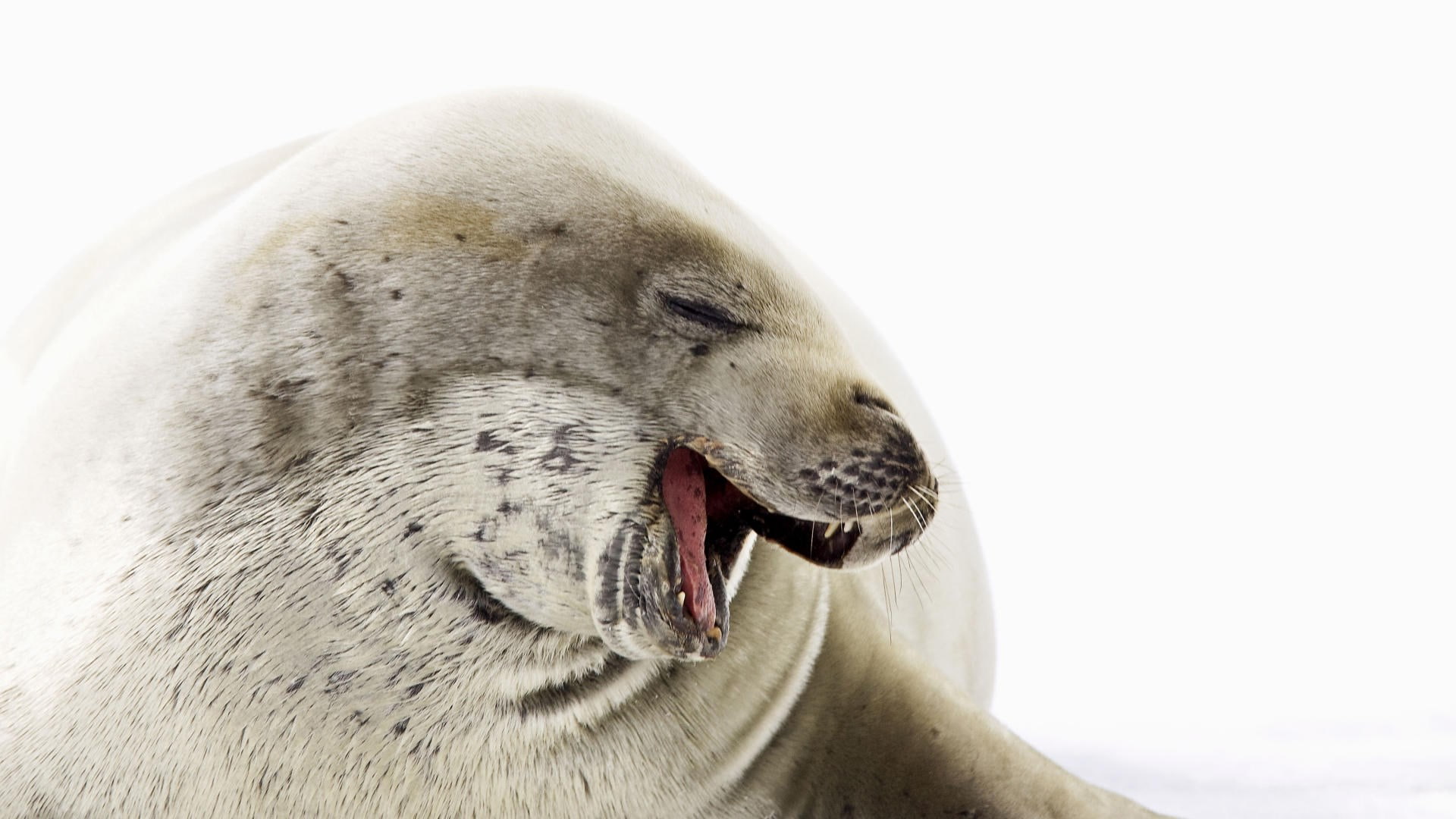 seal