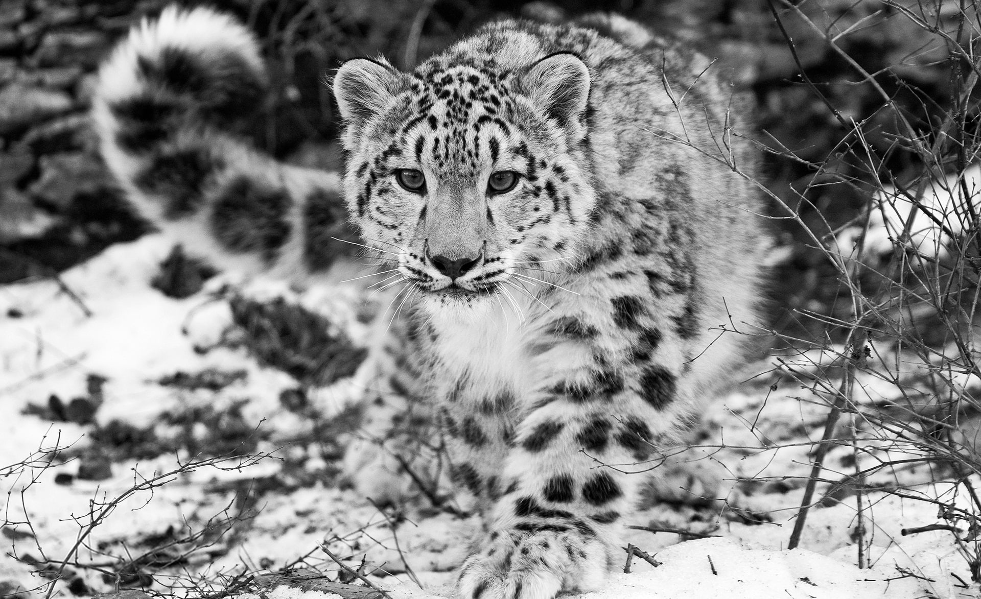 Snow Leopard HD Wallpaper, grayscale tiger, Animals, Wild, animal themes