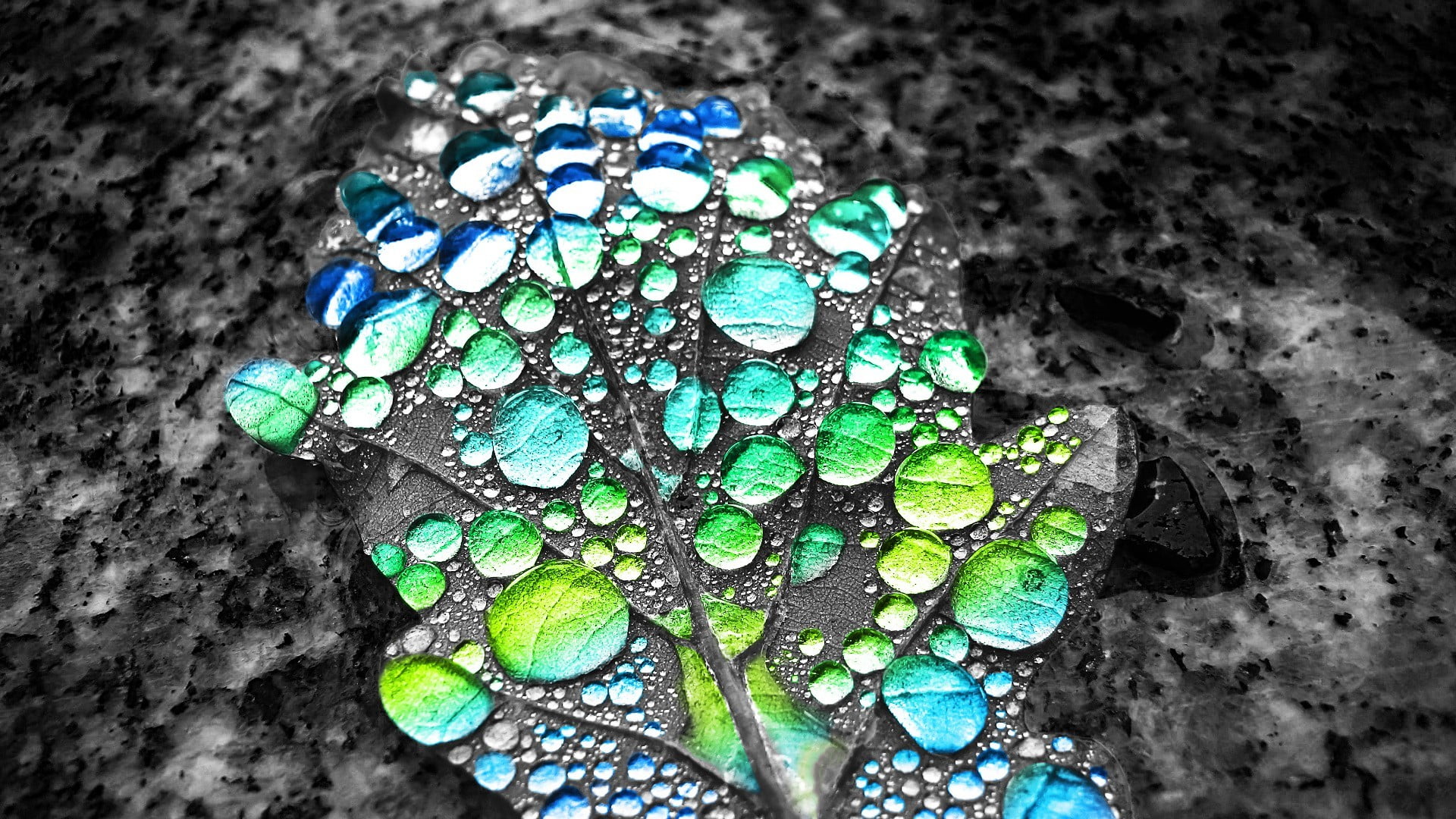selective coloring, water drops, leaves, close-up, no people
