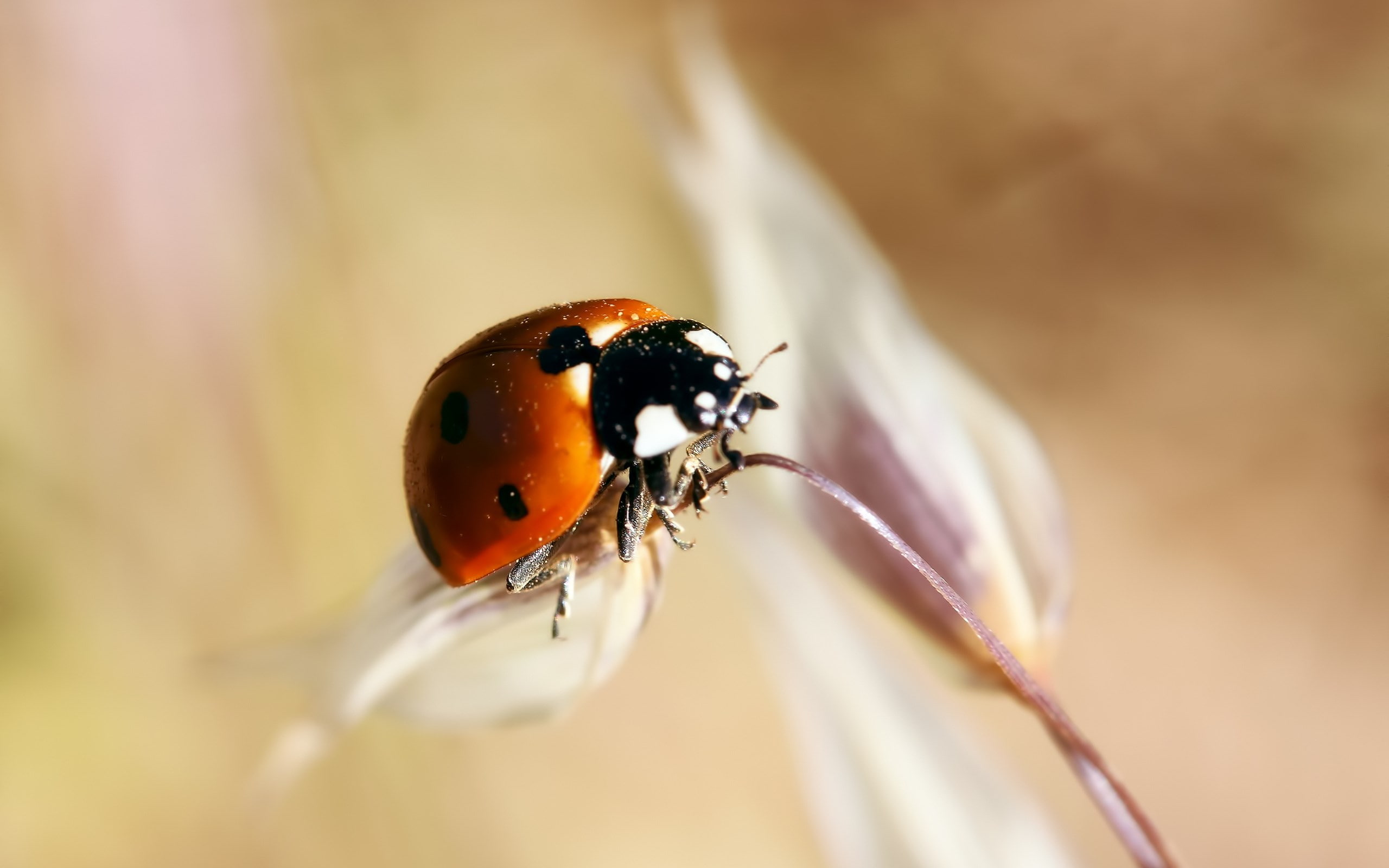 ladybug