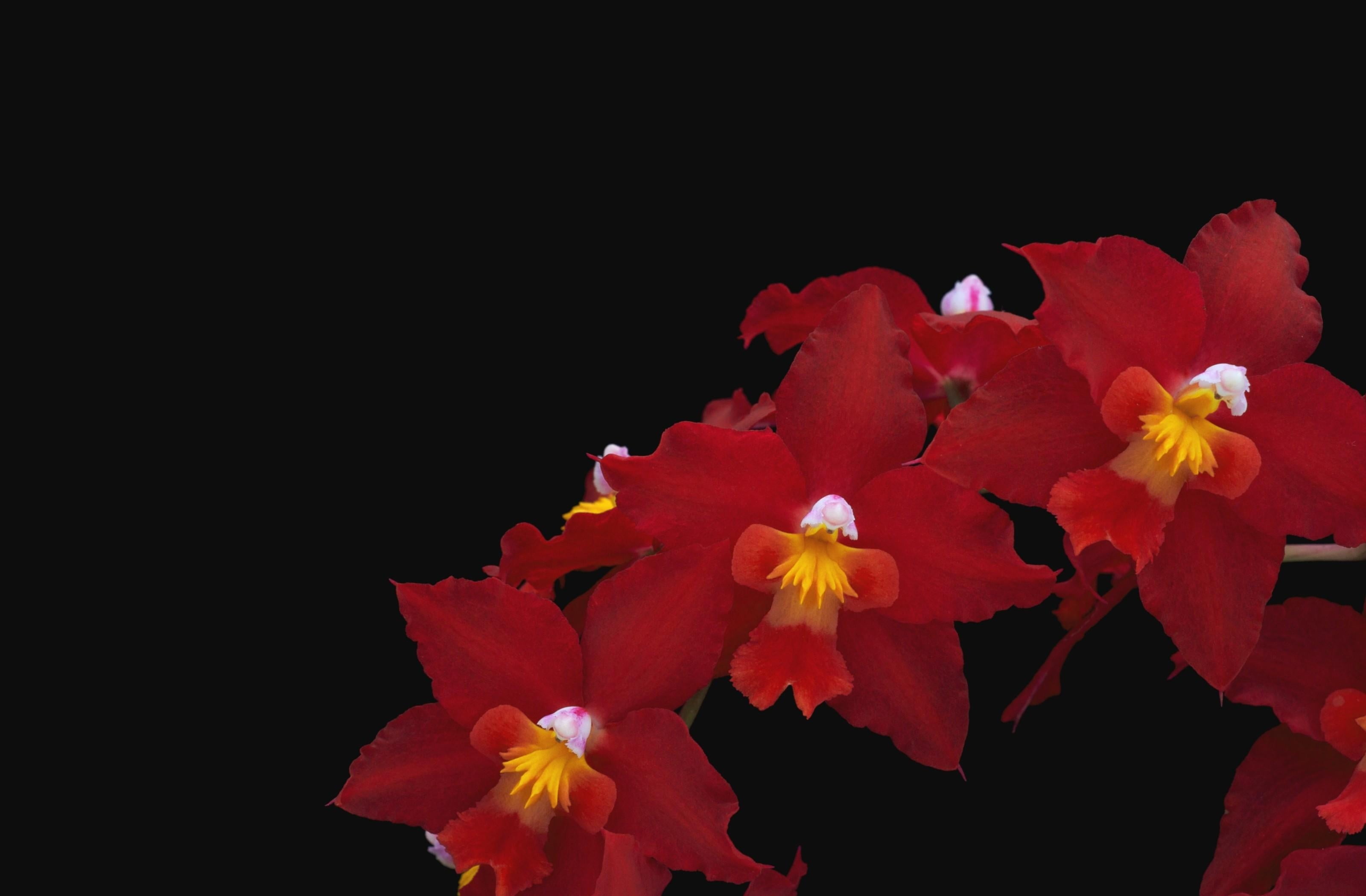 red flowers, orchid, thread, nature, yellow, petal, plant, black Background