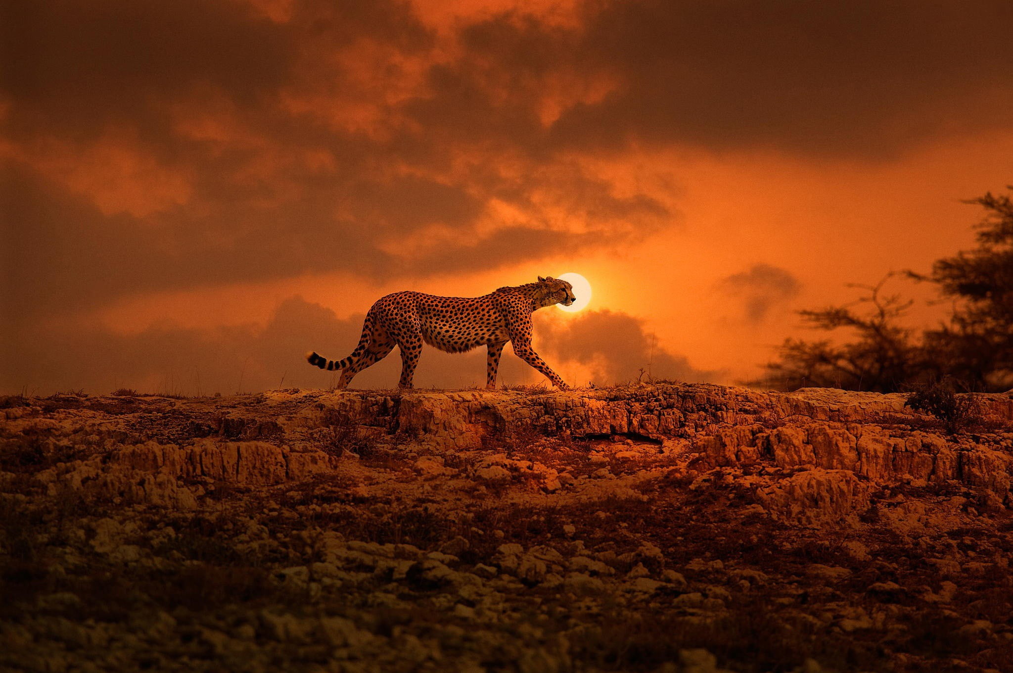 Cheetah, Kenya, Africa, big cat, walk, the sun