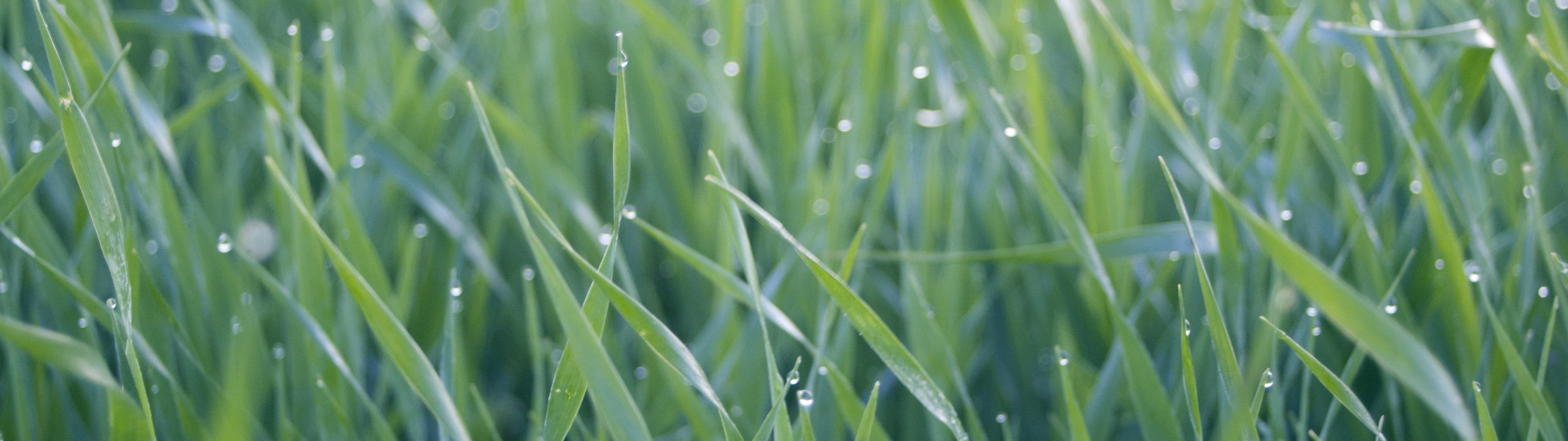 selective focus photography of dew drop on green grass, water drops