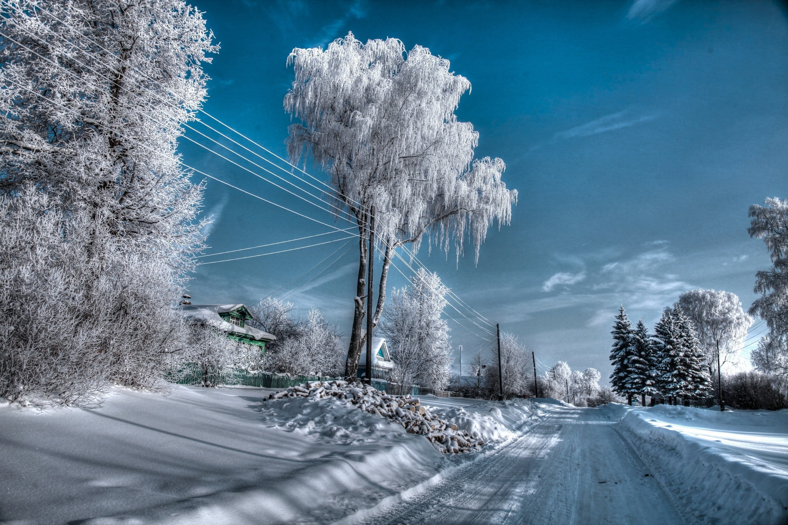 leafed tree filled of snow, winter, Russia, transportation, road