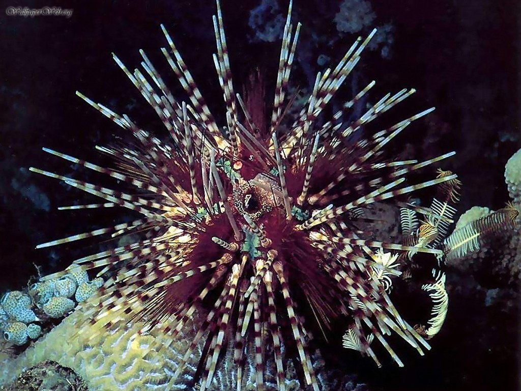 anemone anemones Pretty Undersea Life - Sea Urchin Animals Fish HD Art