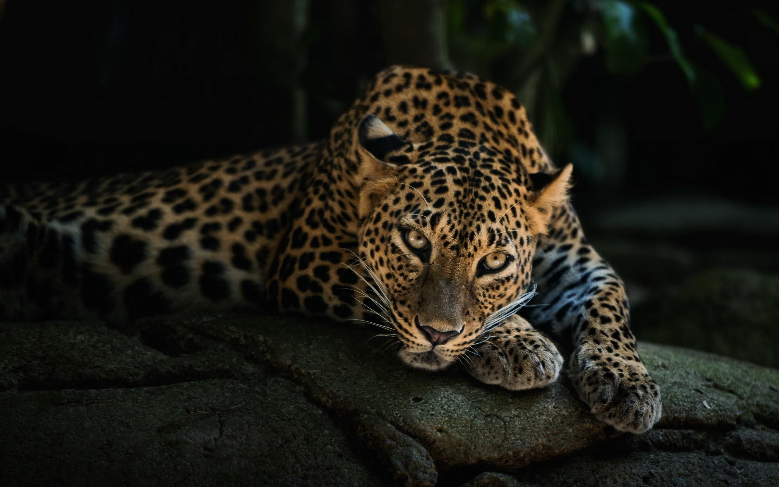 Leopard Predator