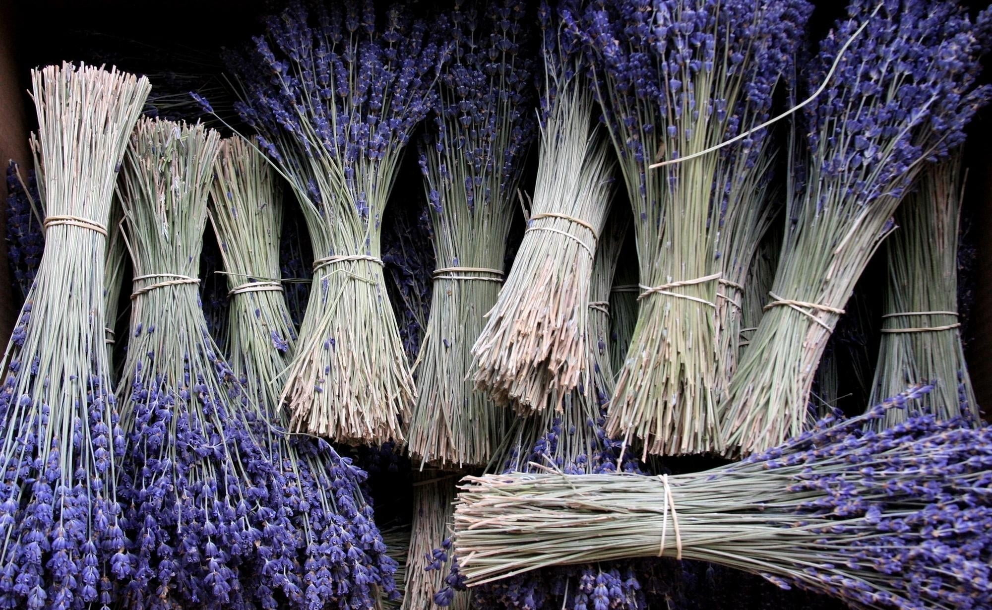 purple lavender flowers, bunches, many, cultures, broom, backgrounds