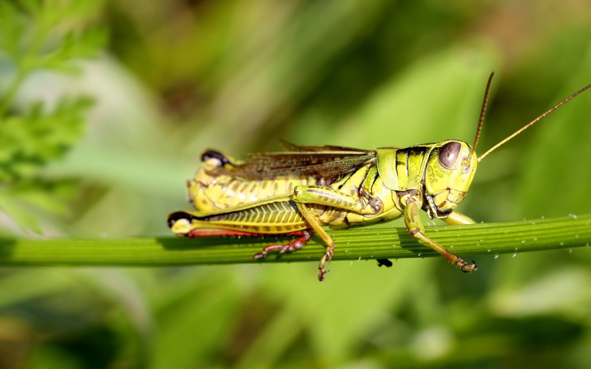 Free download | HD wallpaper: green grasshopper, sticks, sit, insect ...