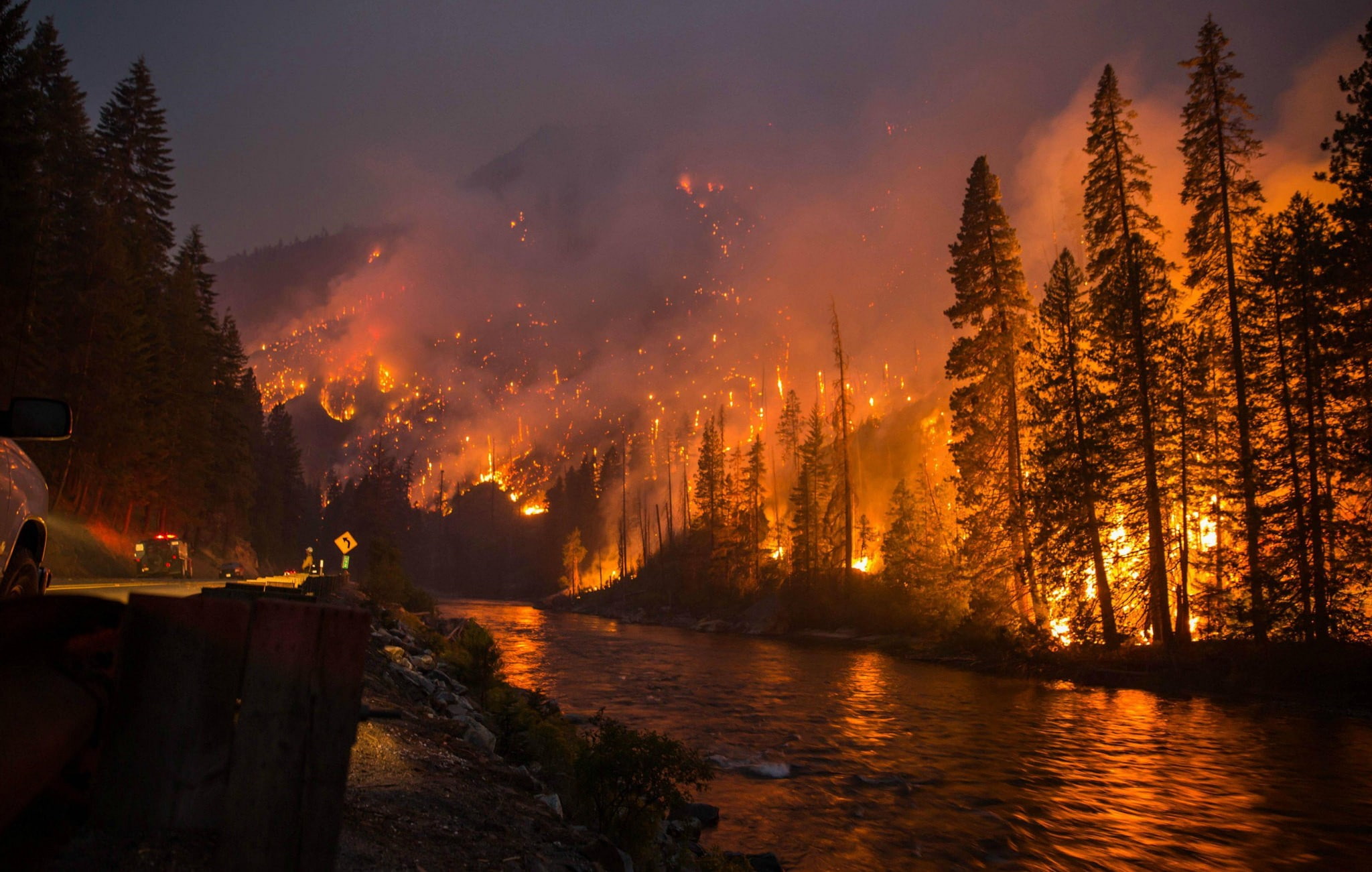 fire, forest