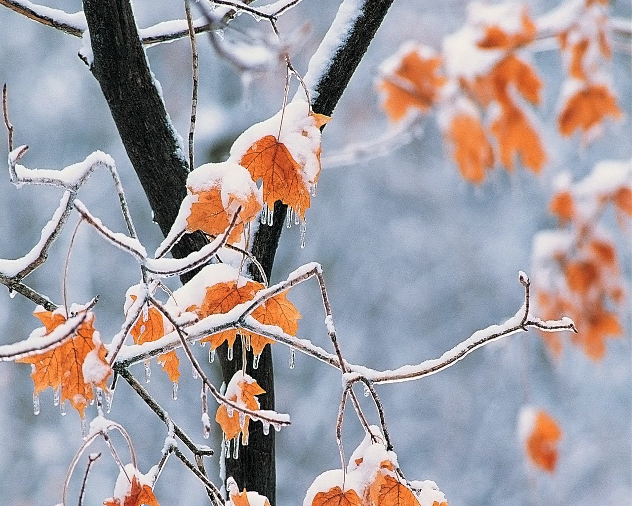 maple tree, Earth, Winter, Leaf