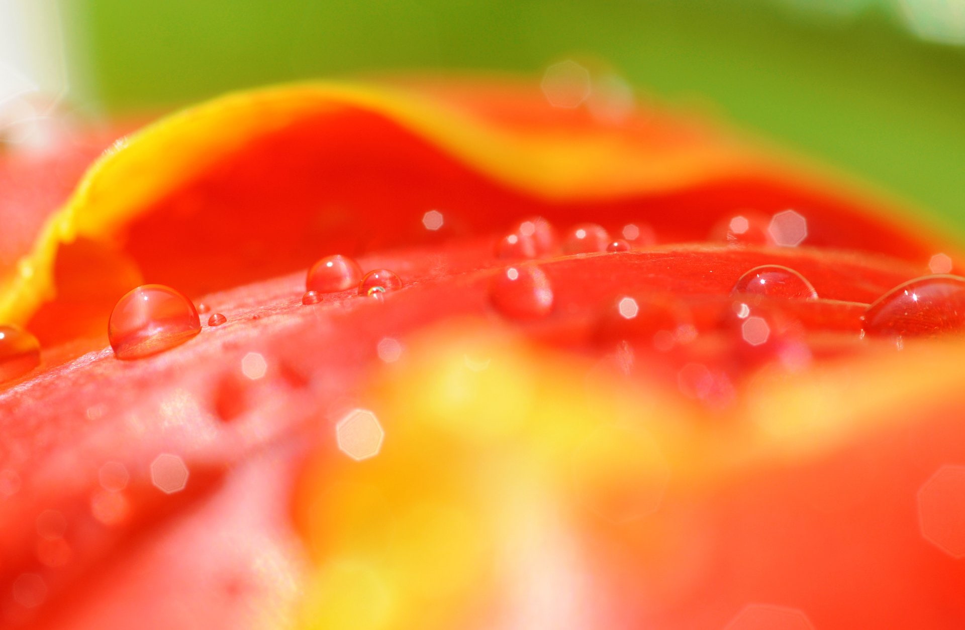Photography, Macro
