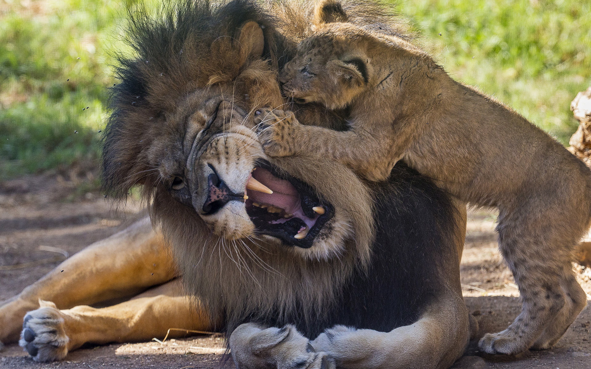 Lion Cub HD, tiger and lion, animals