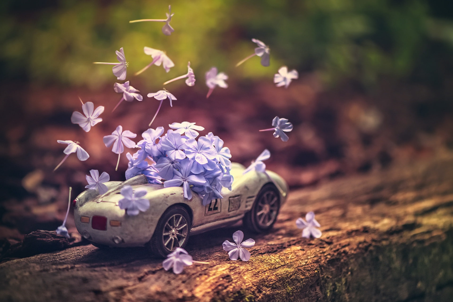 car, vehicle, toys, flowers, flowering plant, selective focus