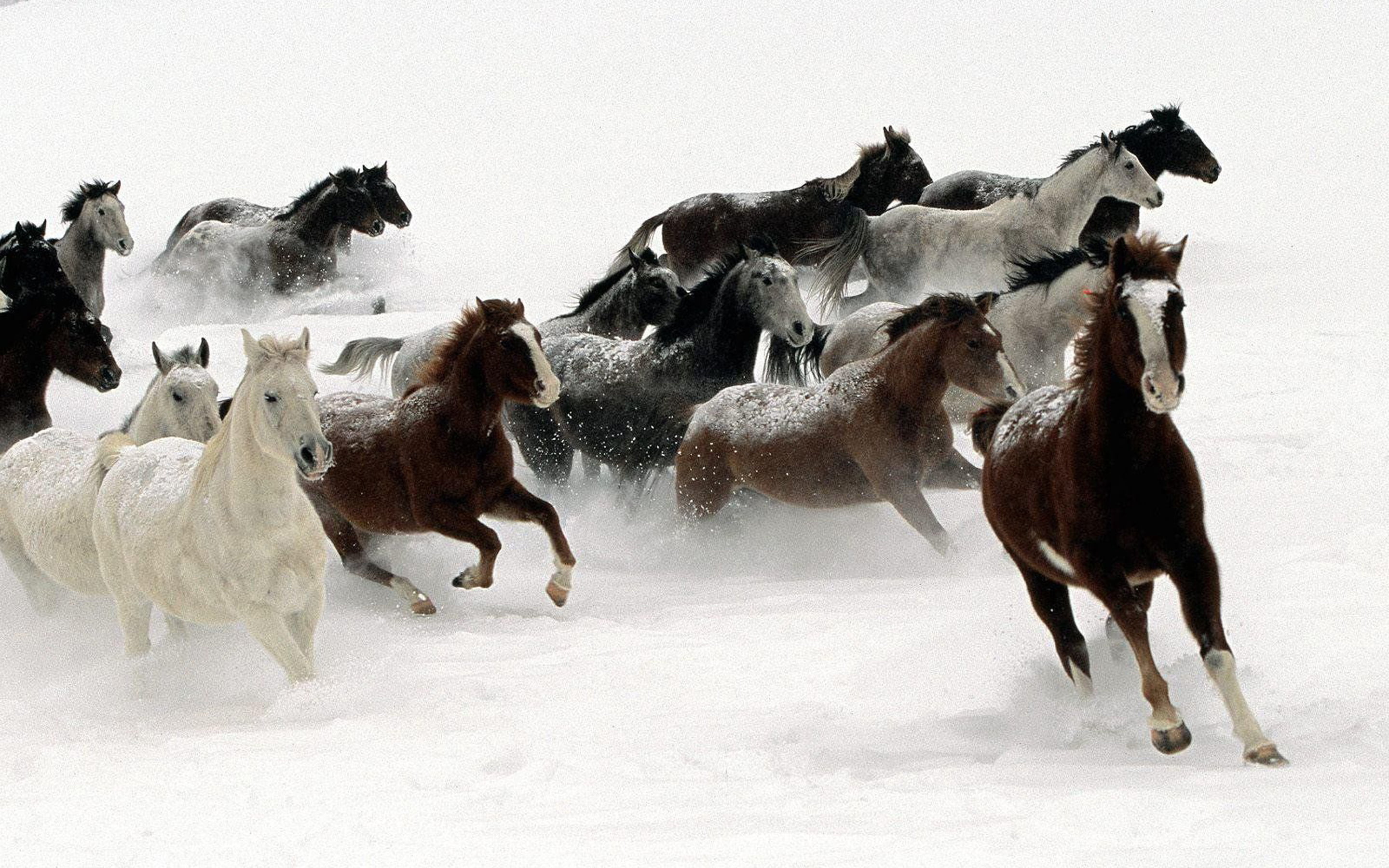 Beautiful Horses In Different Colors Running In The Snow, Beautiful Desktop Wallpaper