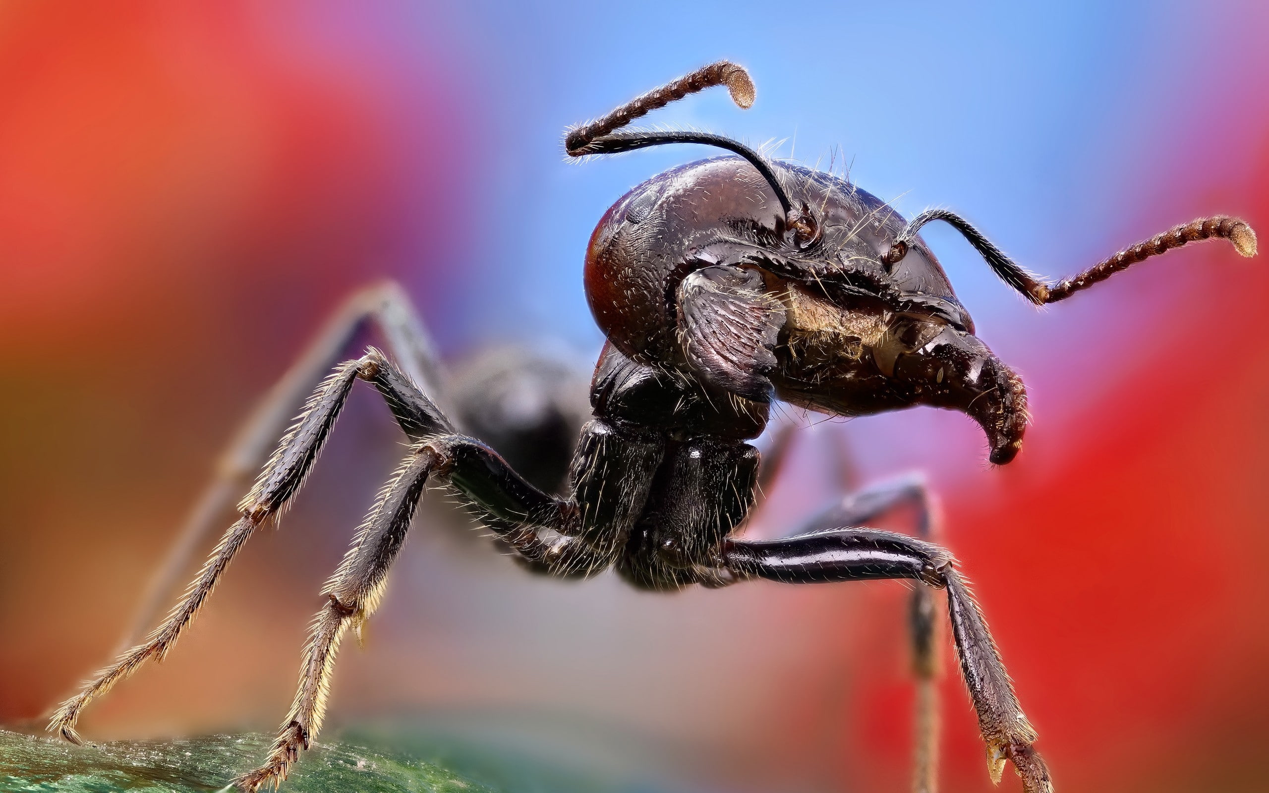 Ant Close Up, black ant