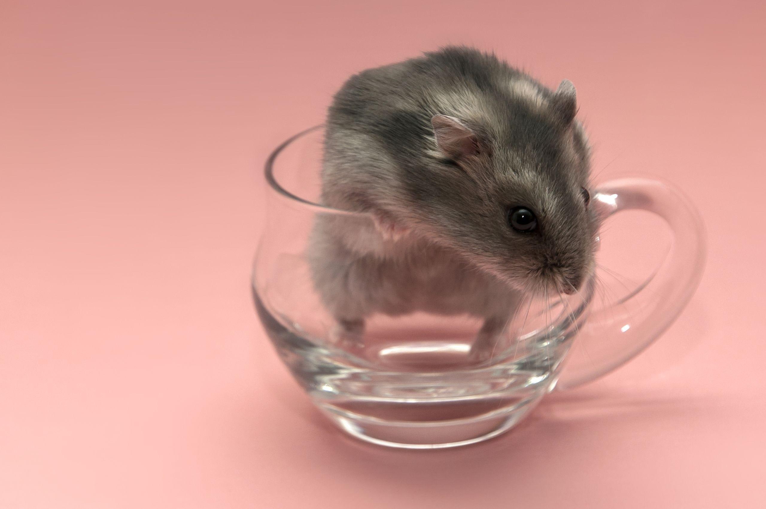 It Is Really Empty !, rodent, mouse, glass, animals