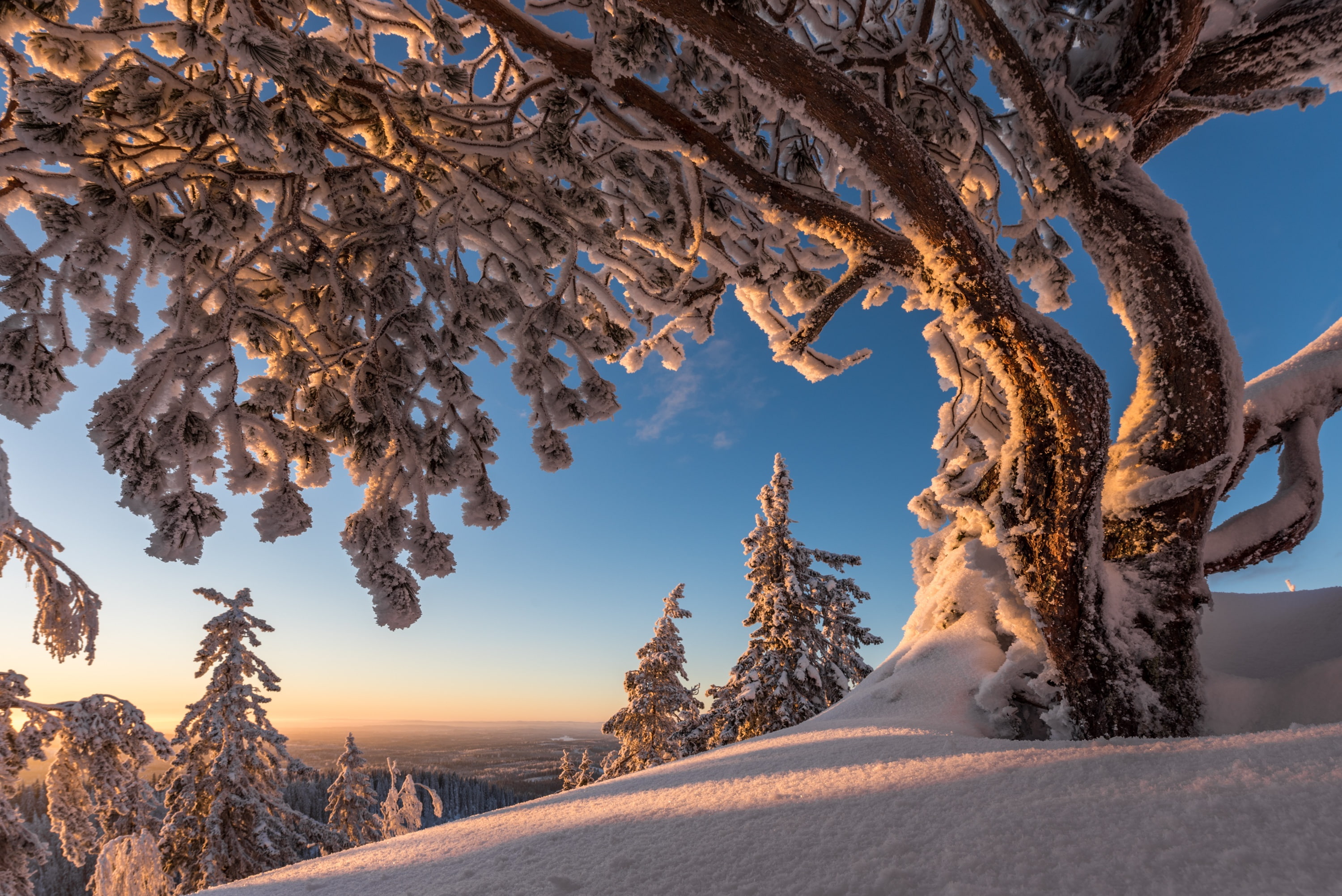winter, snow, trees, Finland, North Karelia, Koli National Park