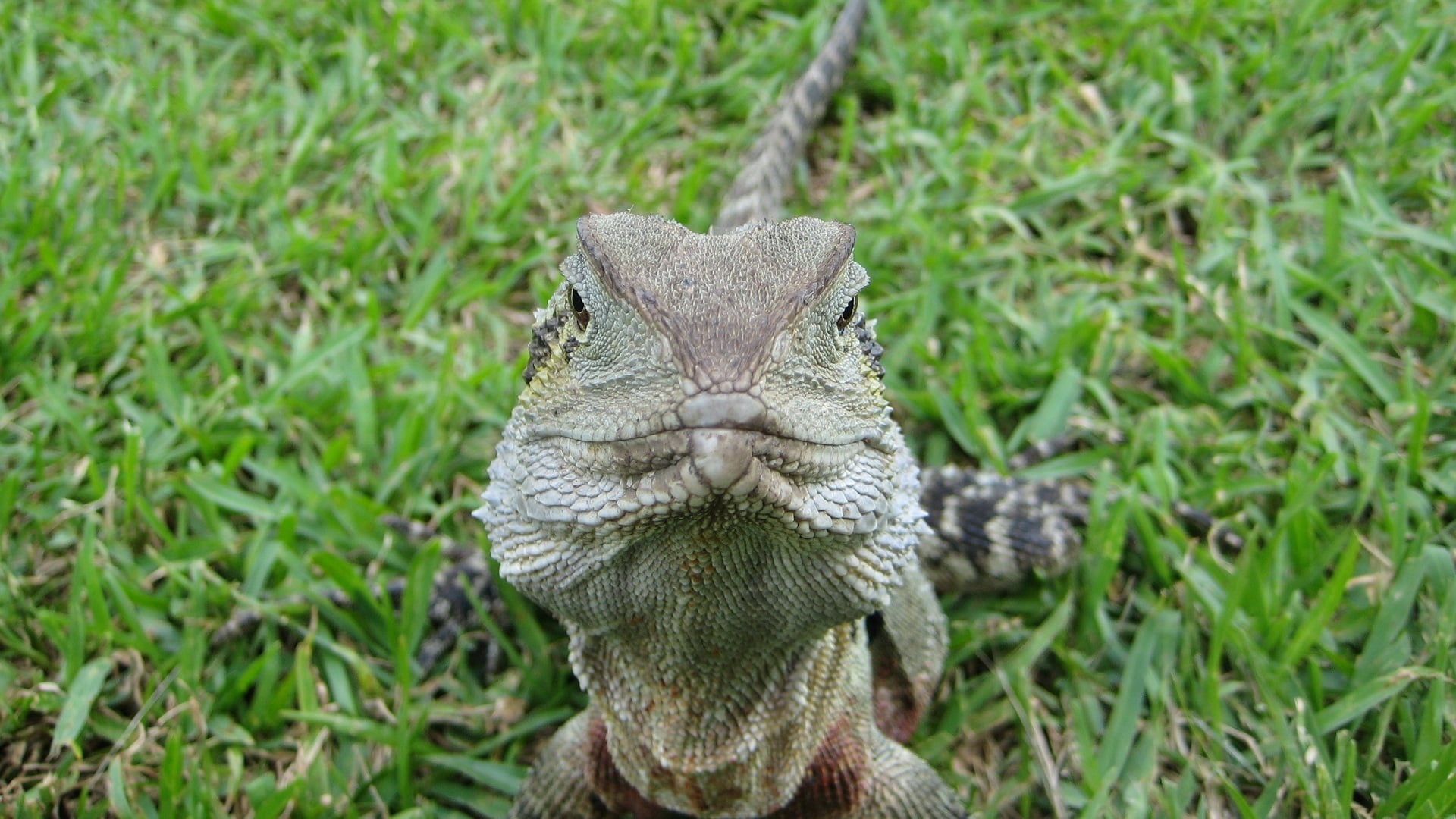green iguana, Australian water dragon, animals, reptiles, one animal