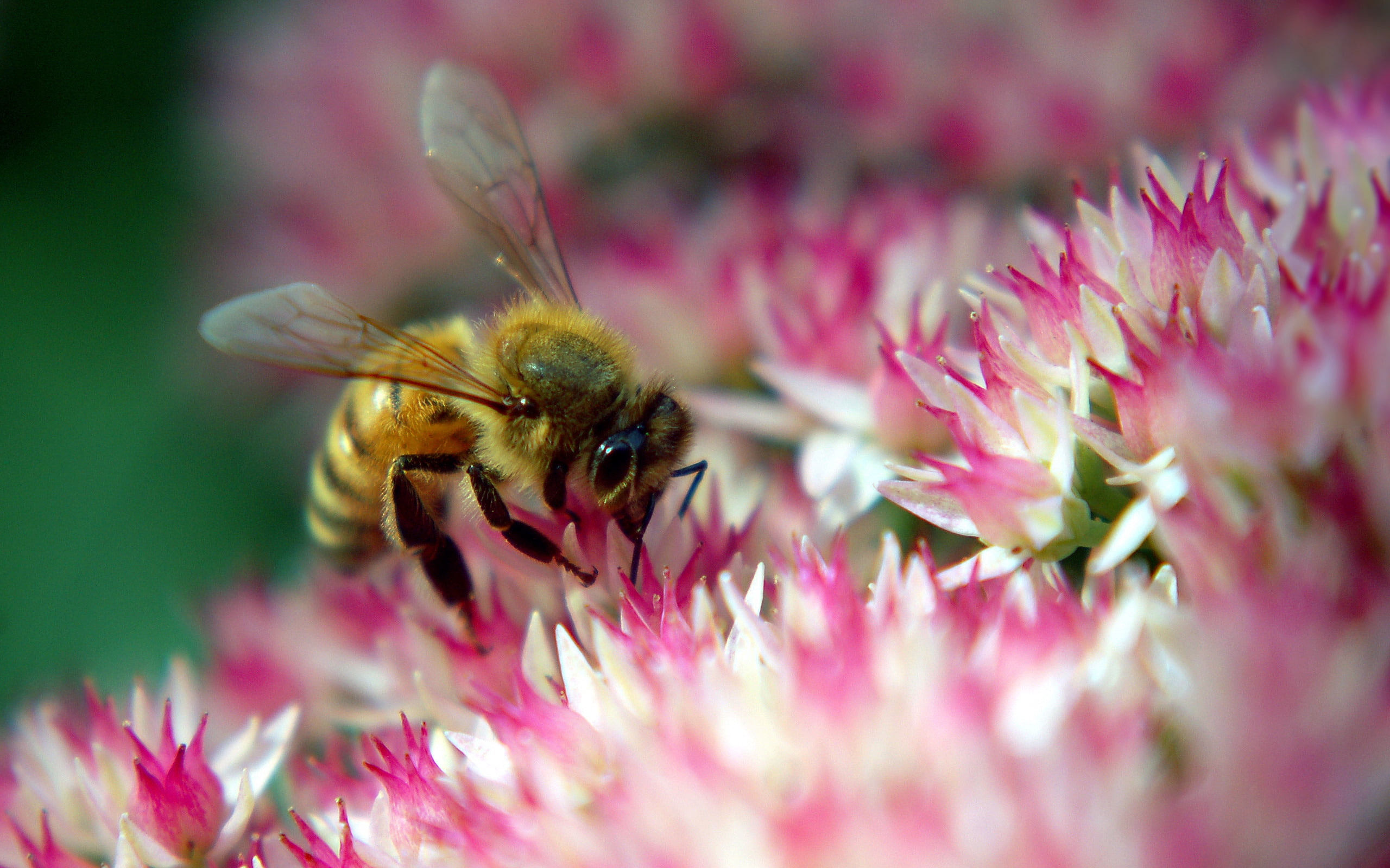 Diligent Bee, Animals, Insects, flower, pink, bees