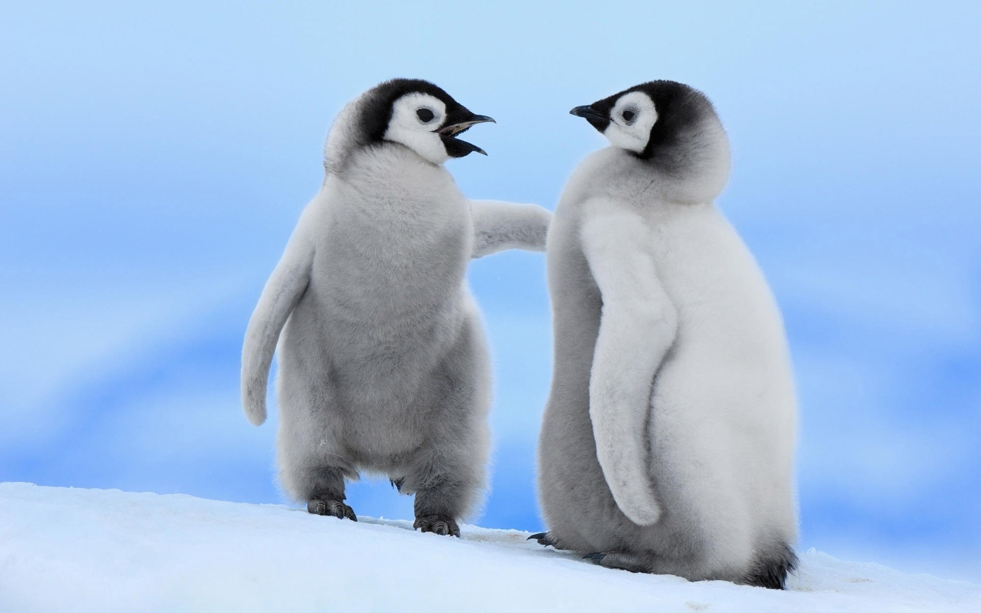 Free download | HD wallpaper: Chick Chicks Emperor Penguin Emperor ...