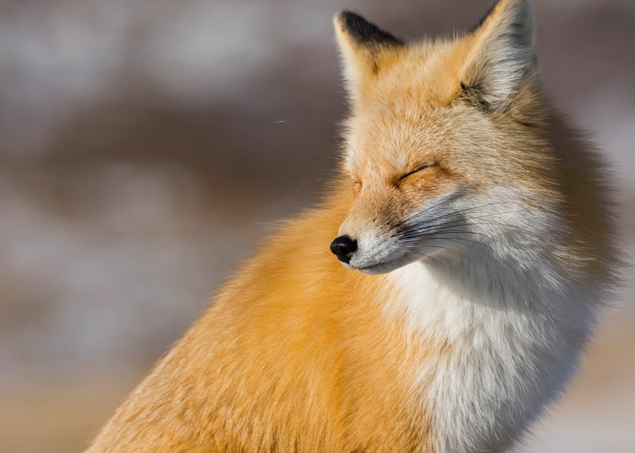 Fox, Look, Muzzle