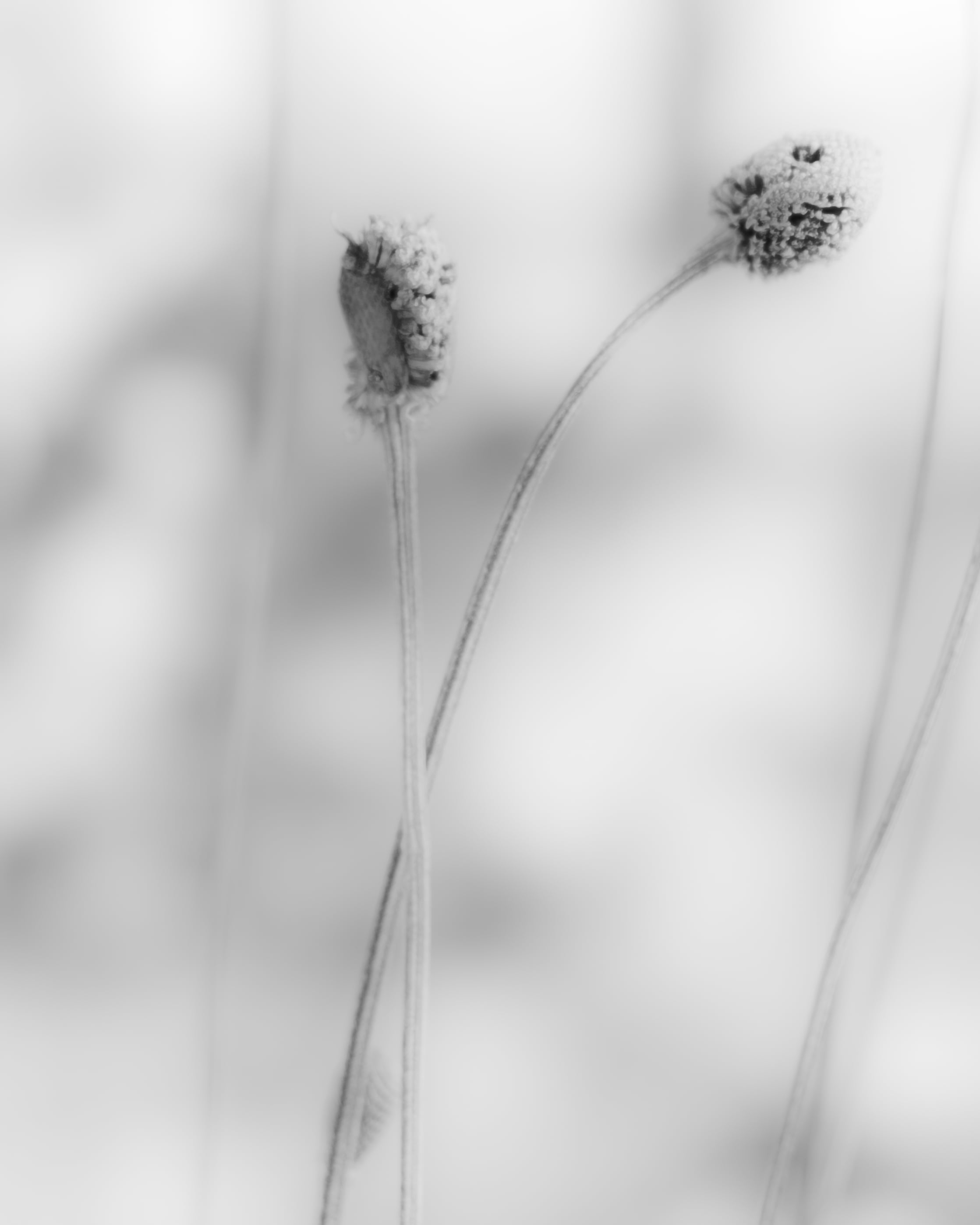 grass stem in grayscale photography, Winter's, Treasure, black and white