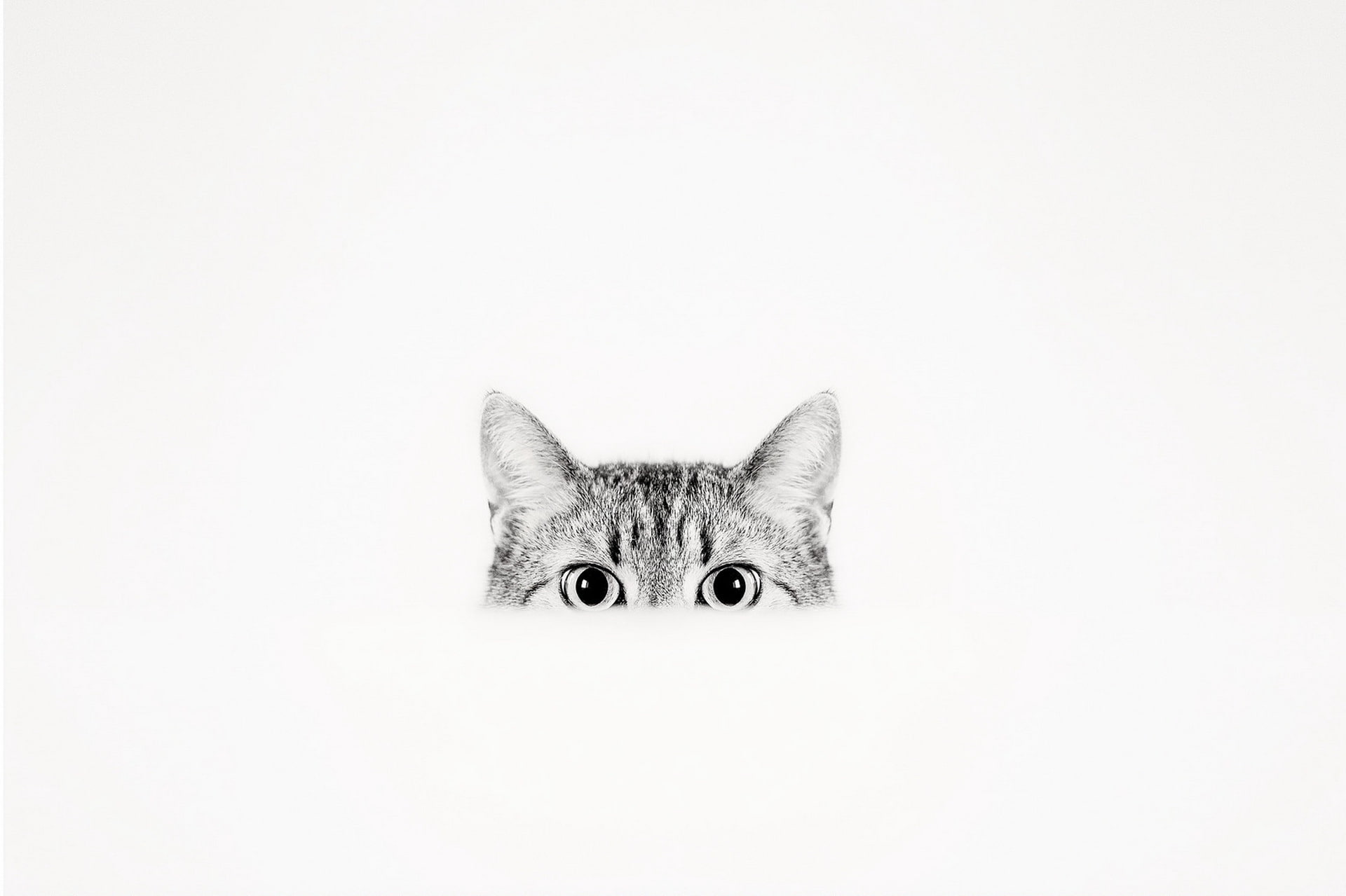 cat, look, background