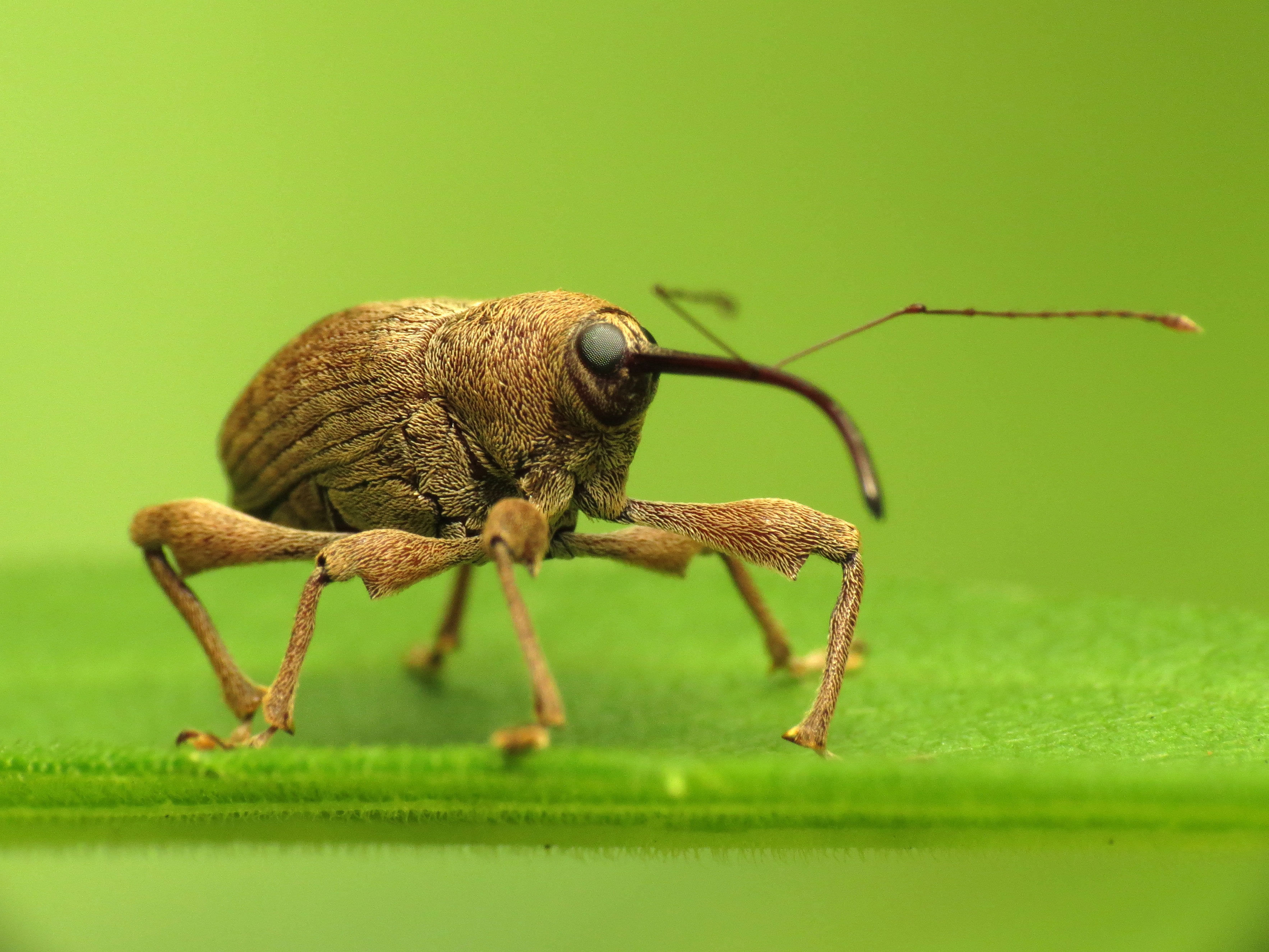 closeup photography of brown Weevil, Nut Weevil, Washington, DC