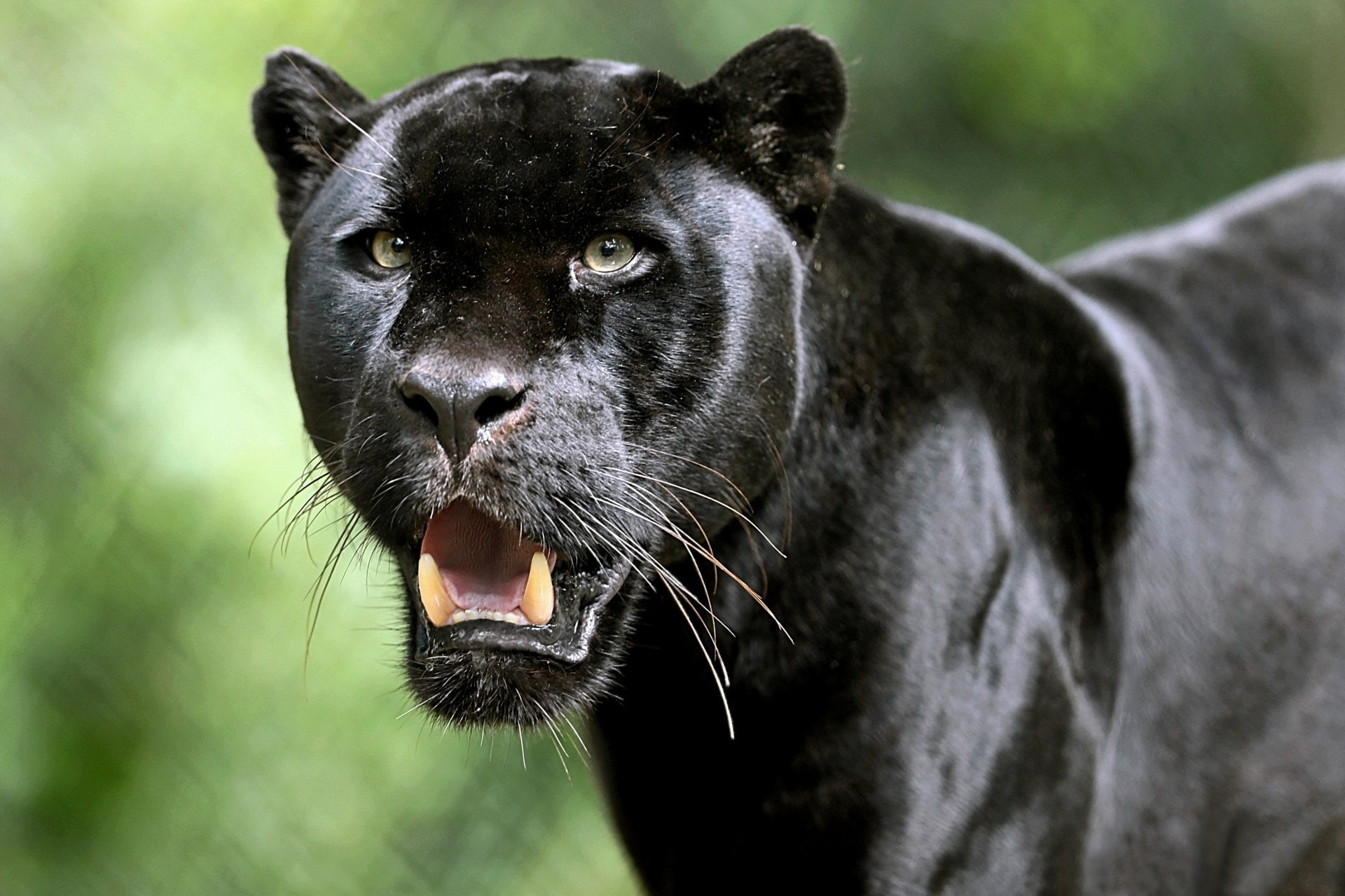 Cats, Black Panther, Big Cat, Depth Of Field, Wildlife, predator (Animal)