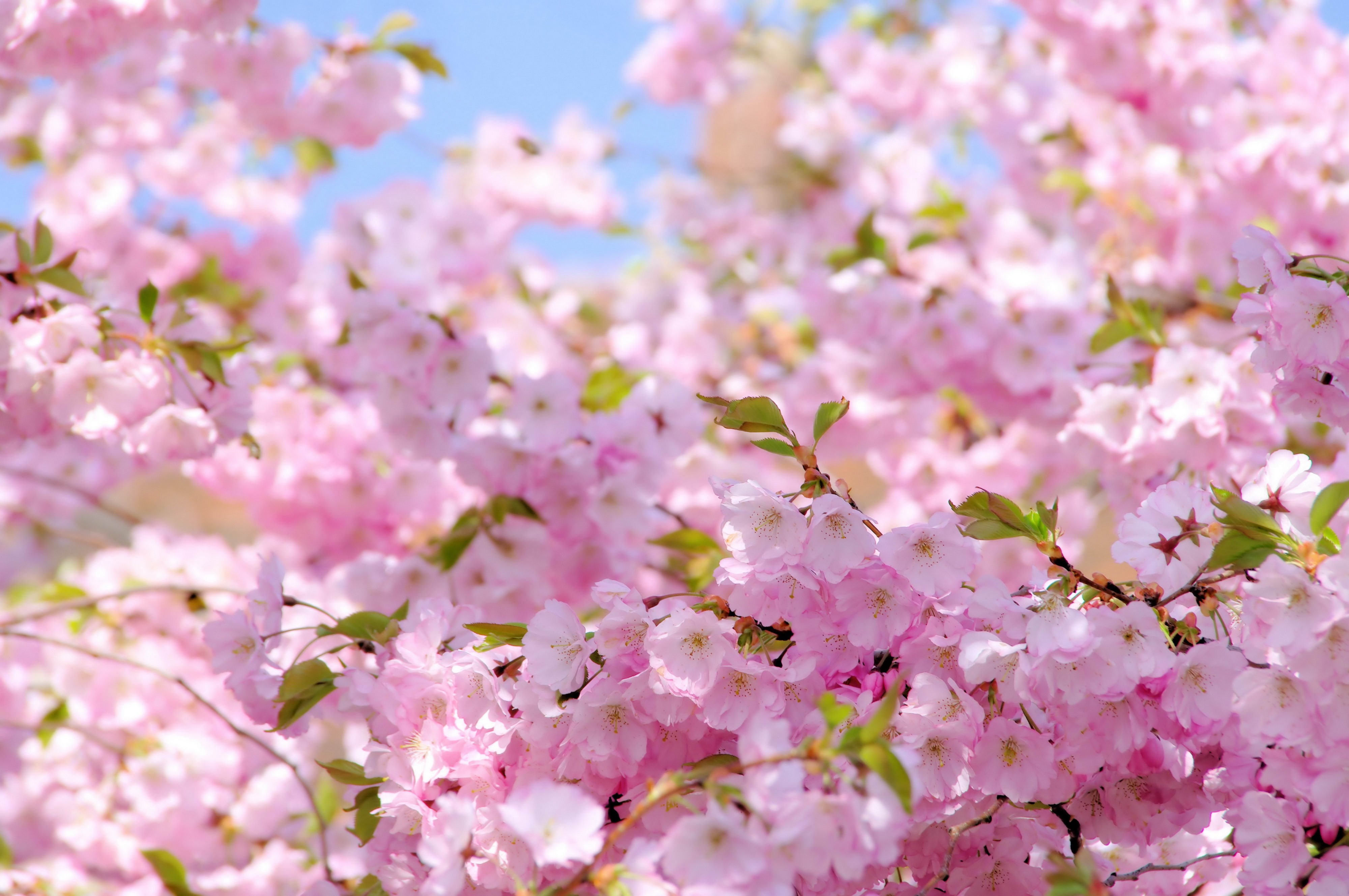 spring cherry blossoms, flower, flowering plant, pink color