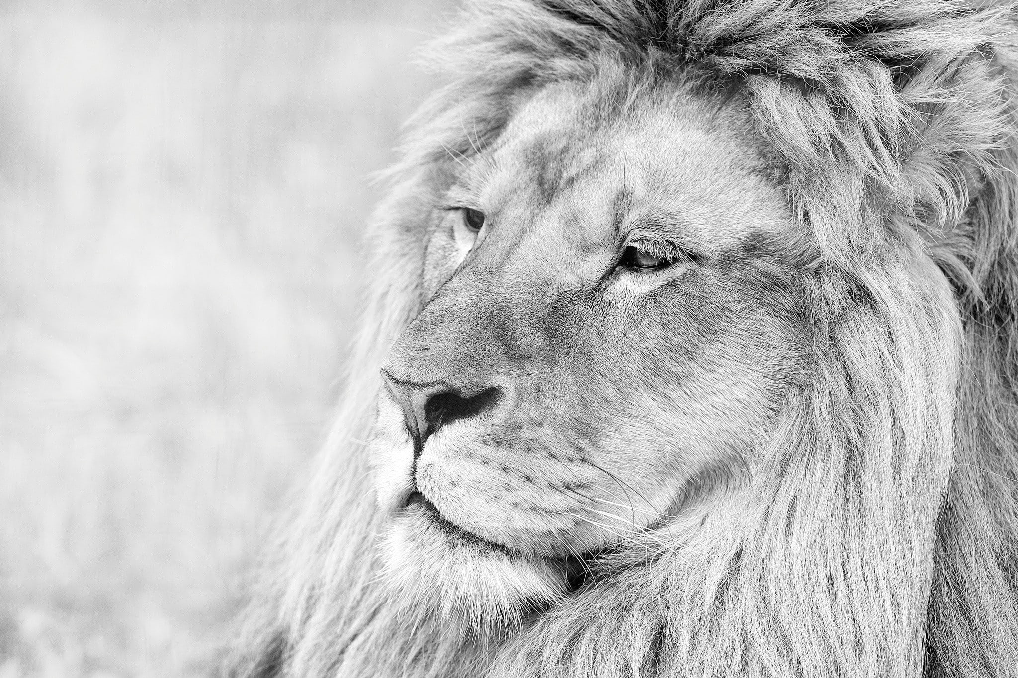 Lion, Muzzle, Mane