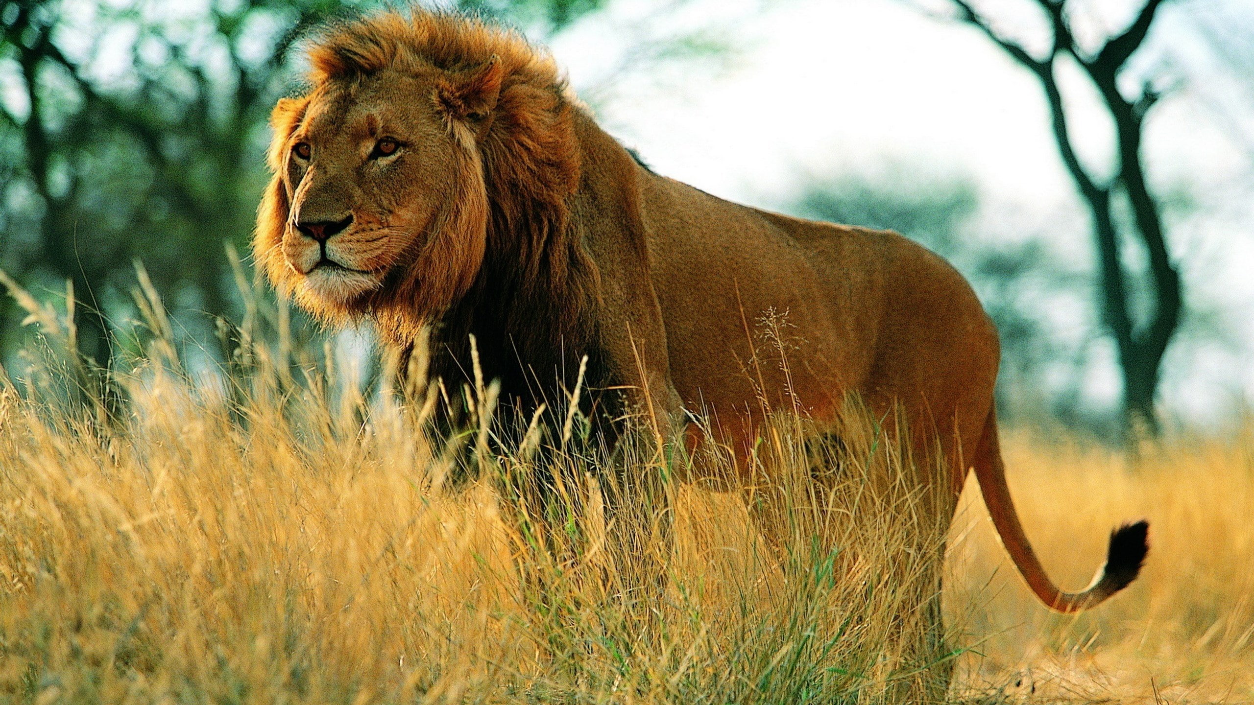desktop image mac lion osx, animal, animal themes, mammal, animal wildlife