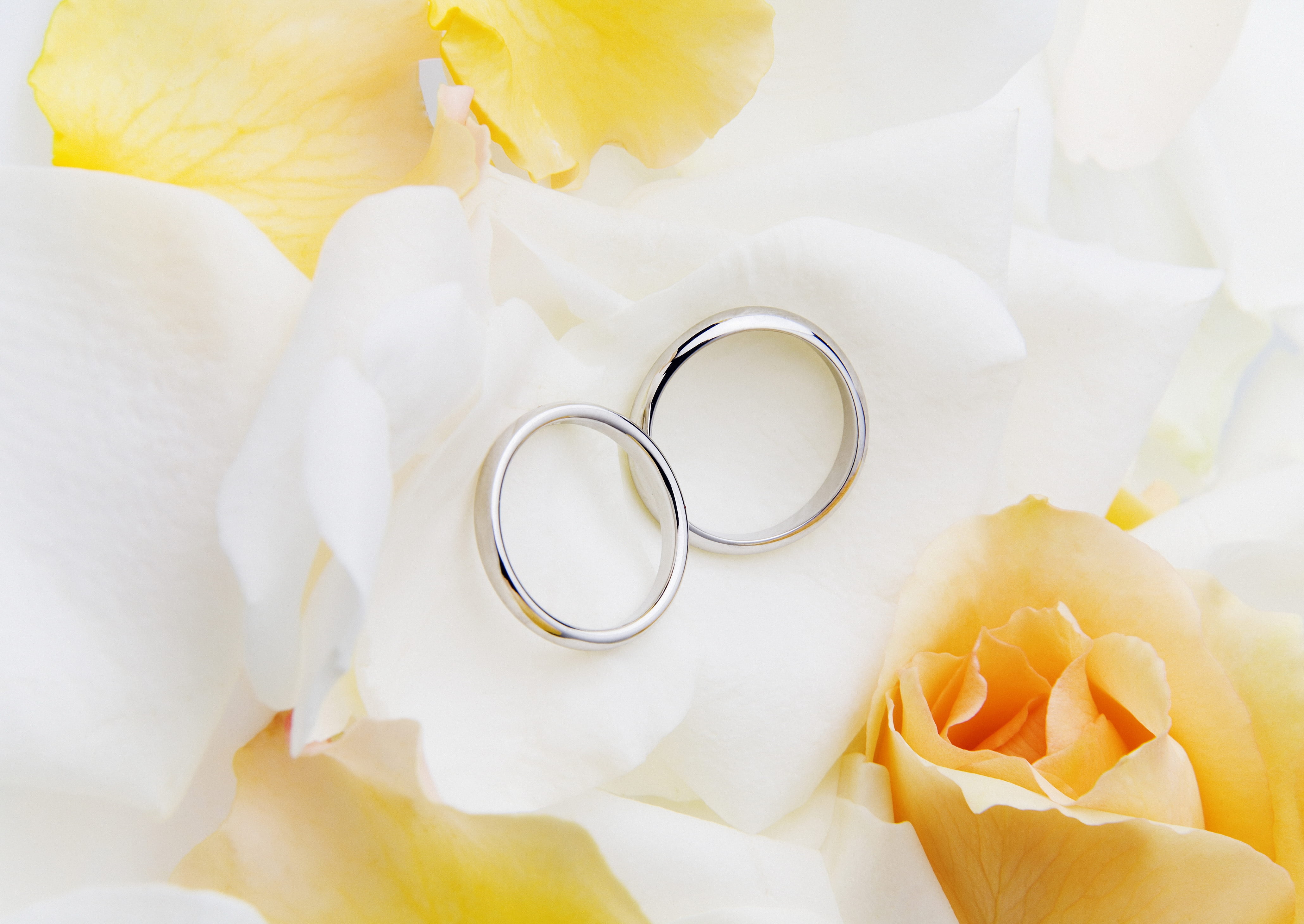 two silver-colored rings, wedding, rose, roses, love, close-up