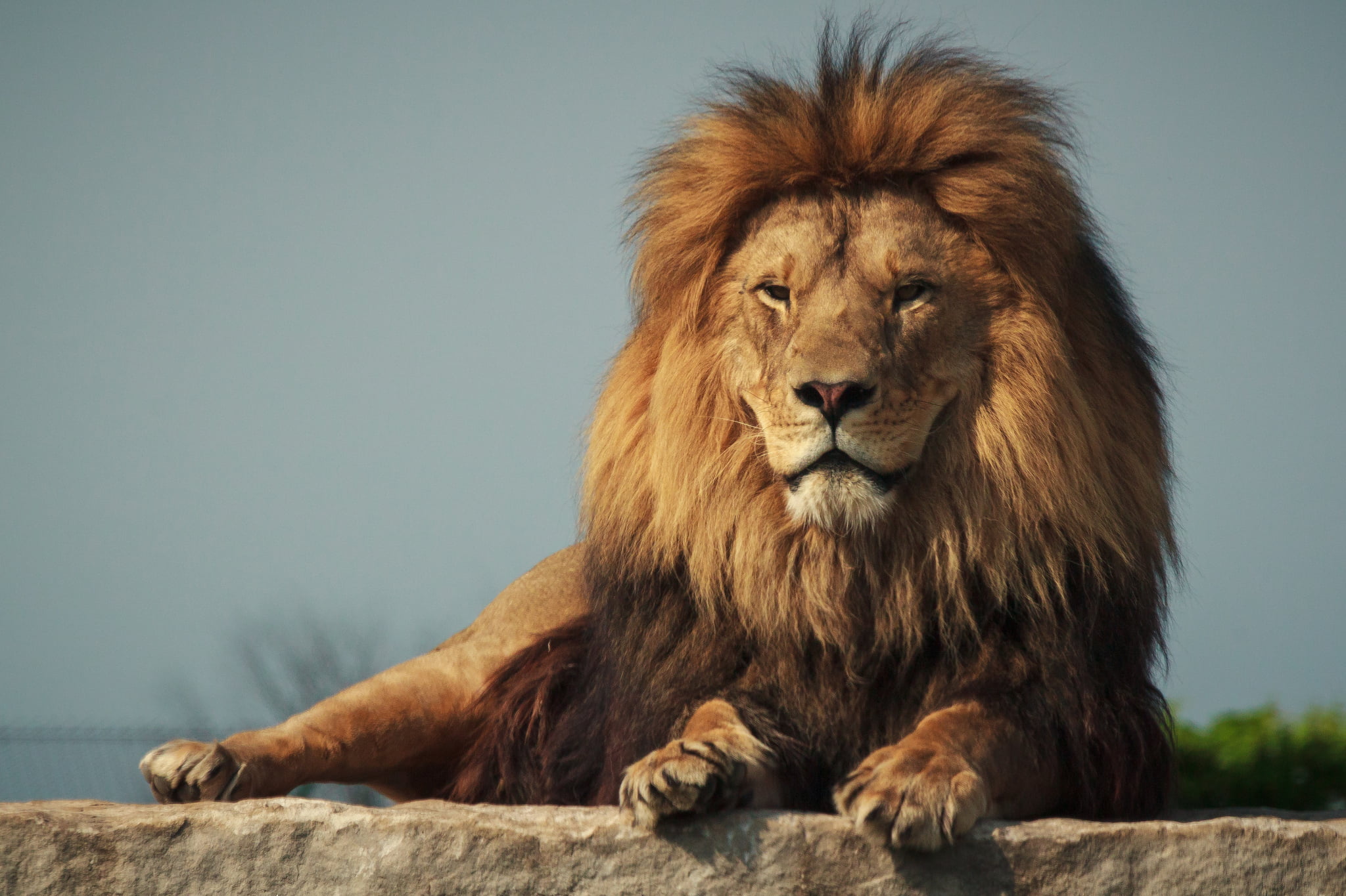 brown lion, cat, background, predator, Leo, mane, lion - Feline