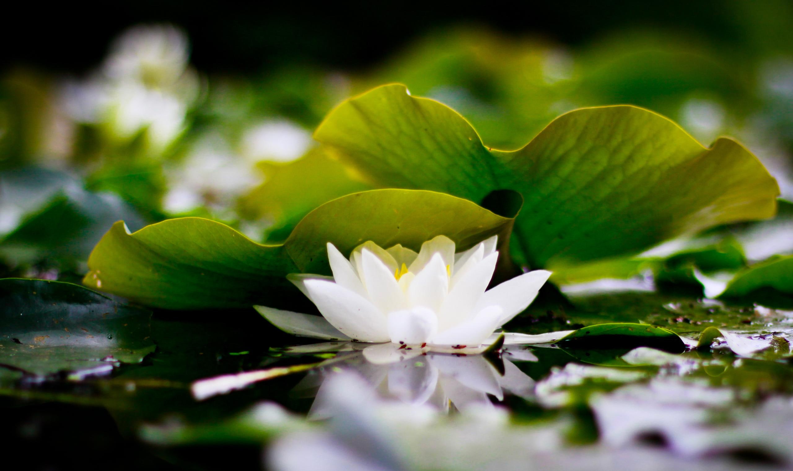 White Lotus, white lily flower, mazare alexandru, water lily