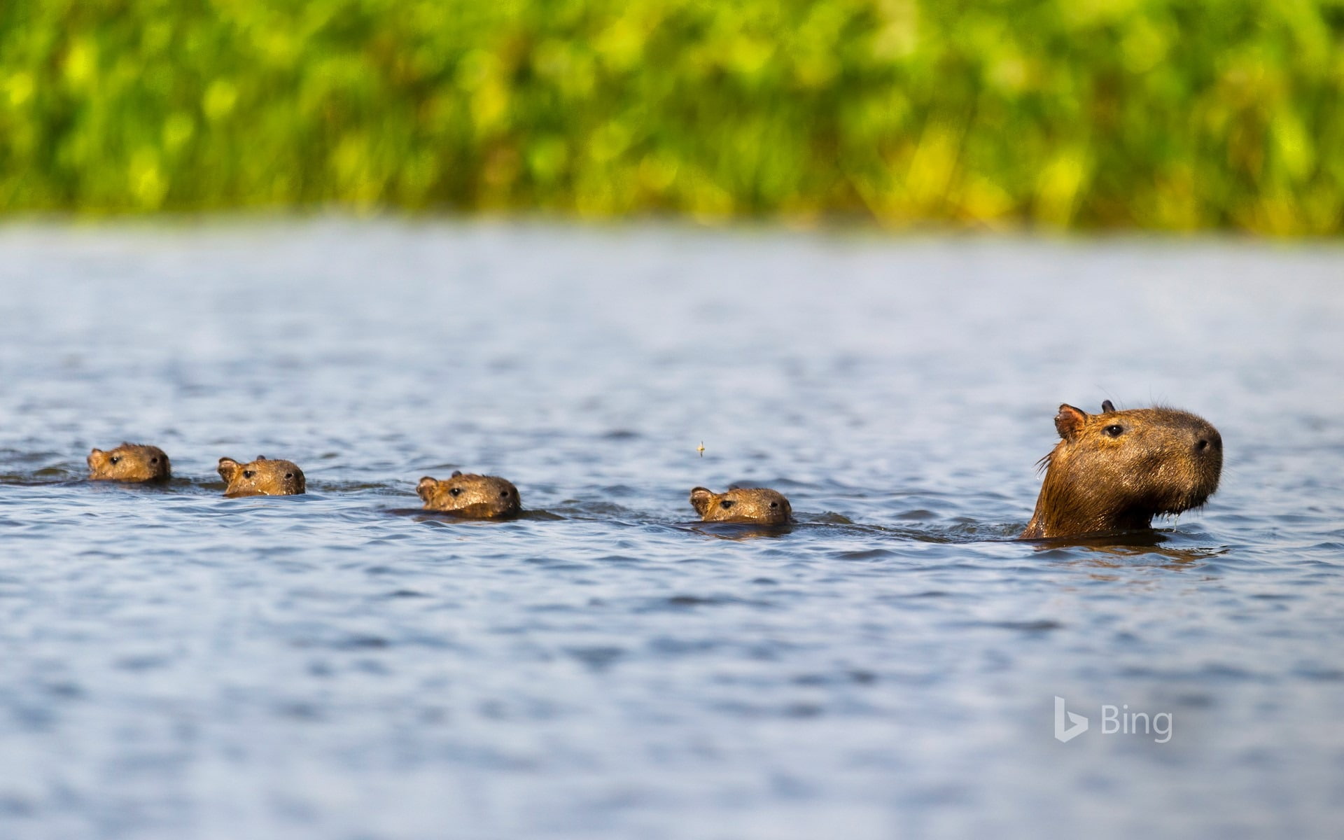 Brazil Paraguay River Capybara family 2017 Bing Wa.., water, animal themes