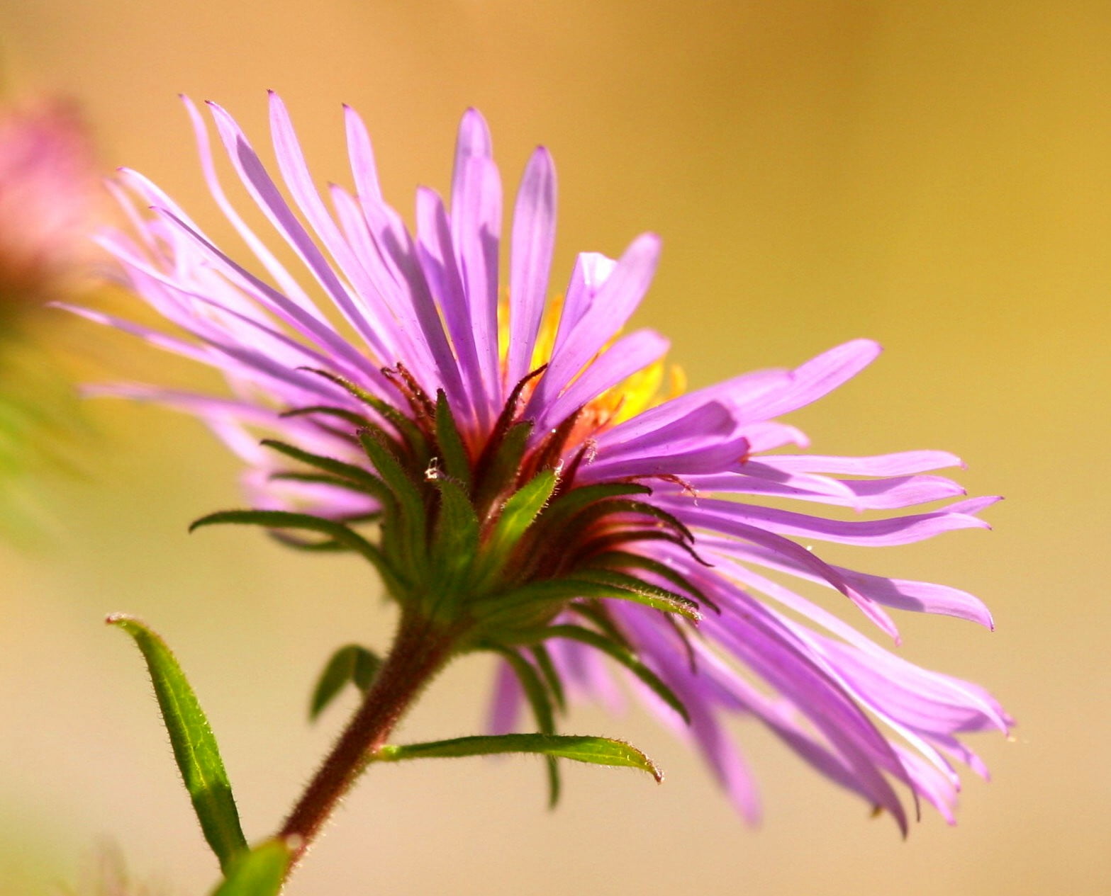 close-up photo of purple petaled flower, Light, Lida, crop, New England Aster