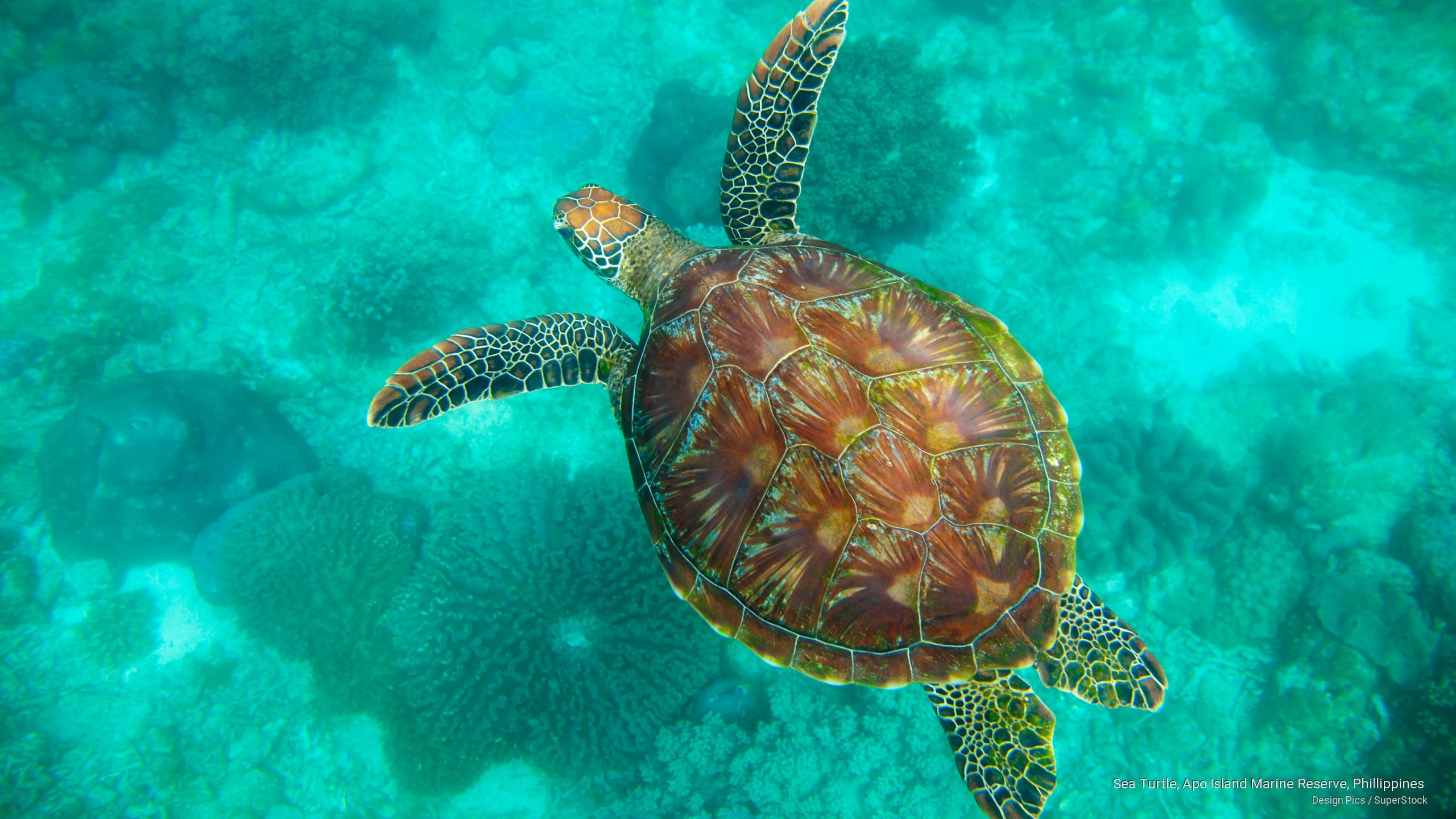 Sea Turtle, Apo Island Marine Reserve, Phillippines, Ocean Life